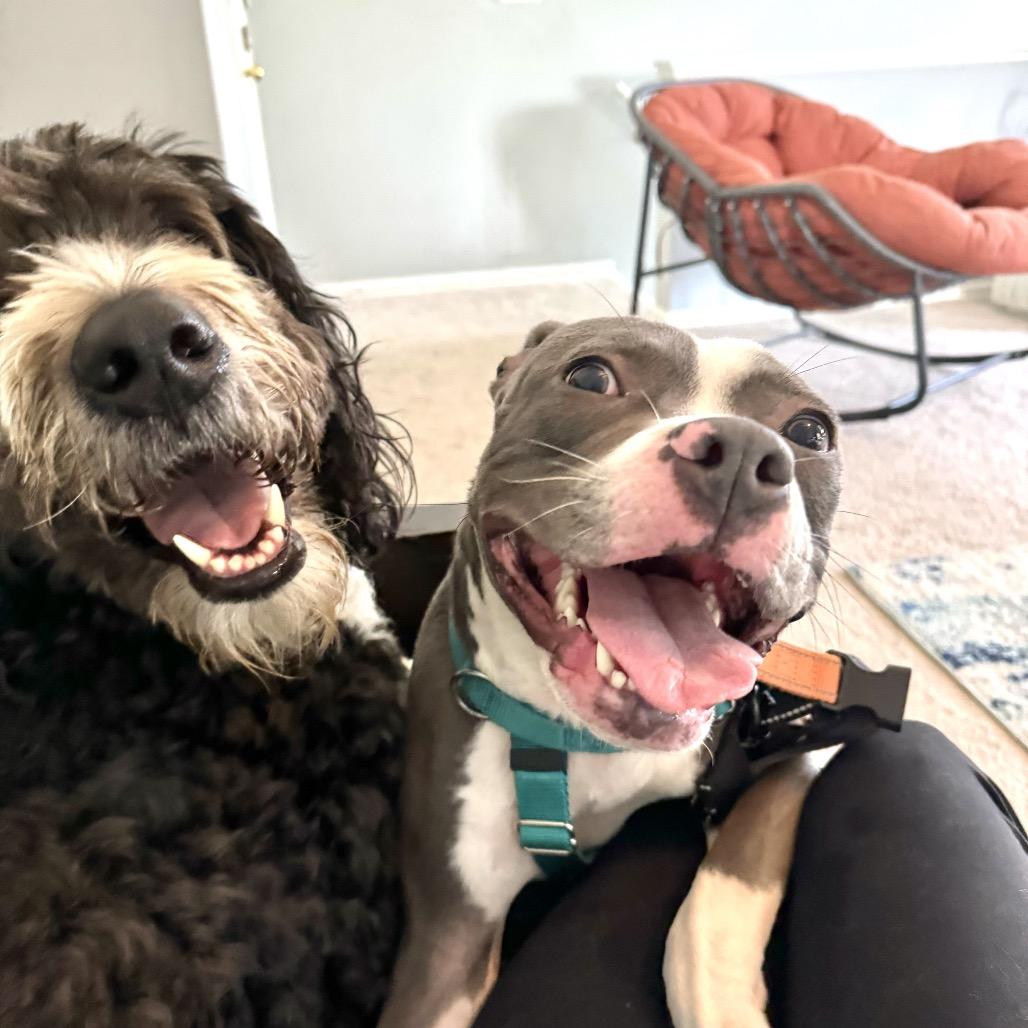 Enlarge Mary Puppins, a Adoptable Pit Bull Terrier in Chicago, IL image 4/4