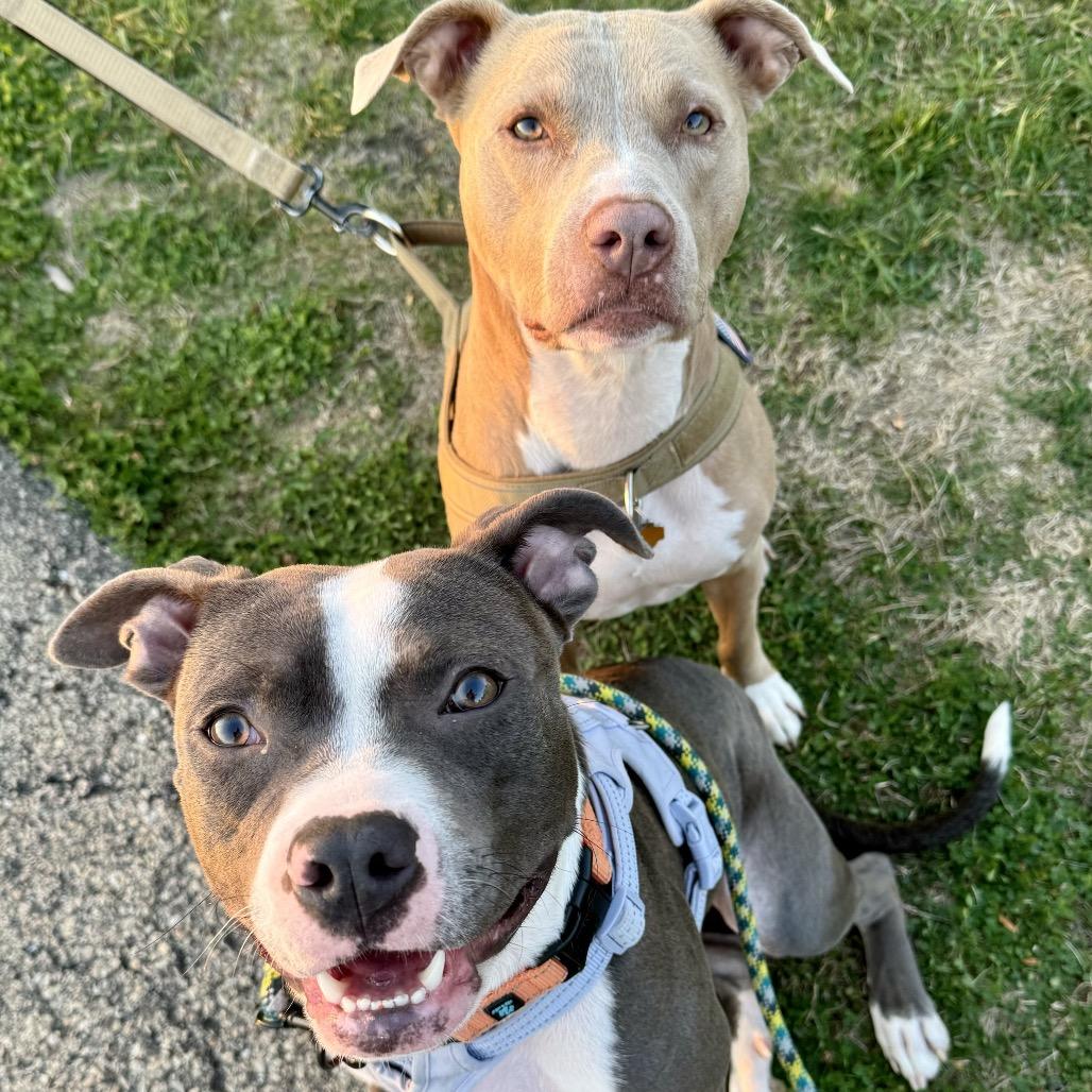 Maren, a Adoptable Pit Bull Terrier in Chicago, IL image 6/6