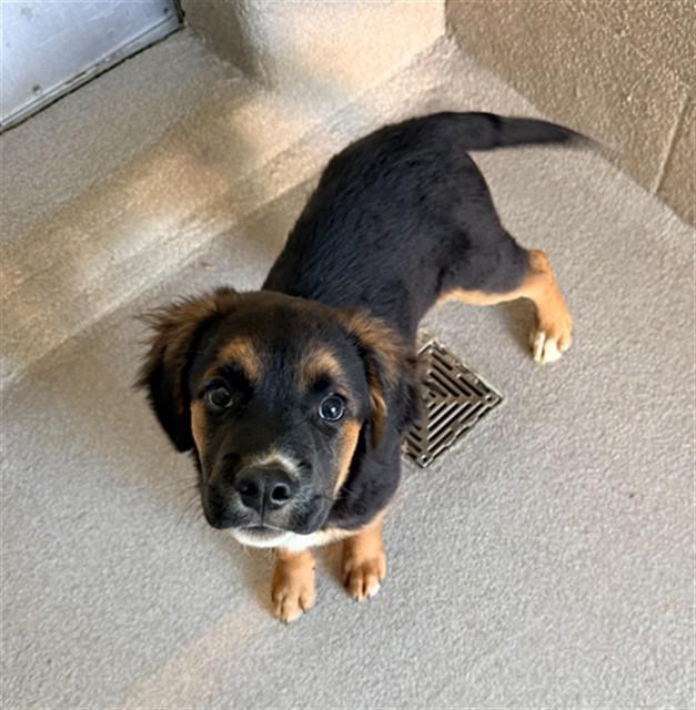 Enlarge PERCY, a Adoptable mixed breed in Statesville, NC image 1/1