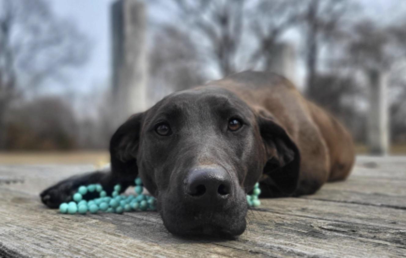 Latte, a other mixed breed in Cedarburg, WI image 2/2