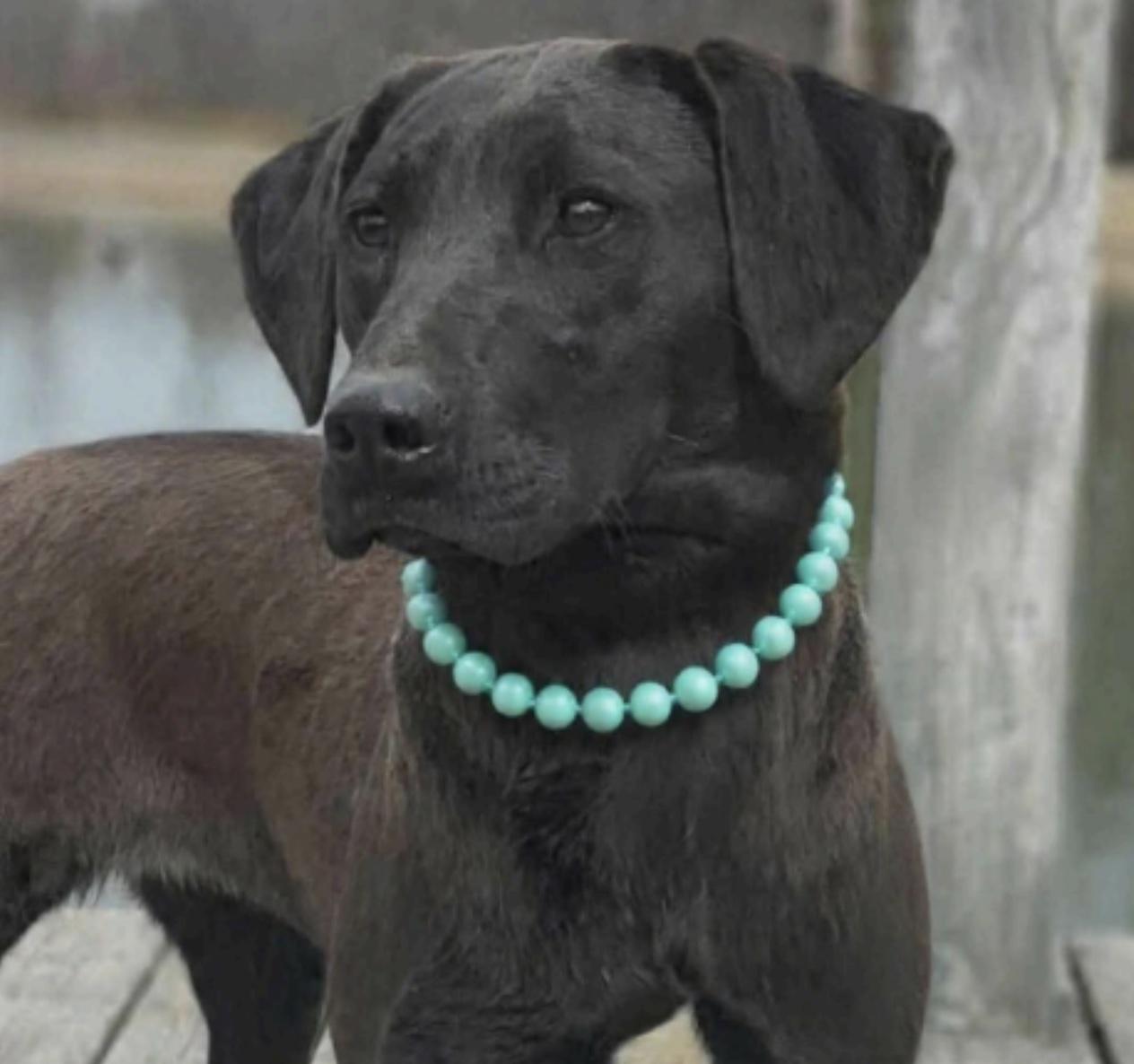 Latte, a other mixed breed in Cedarburg, WI image 1/2