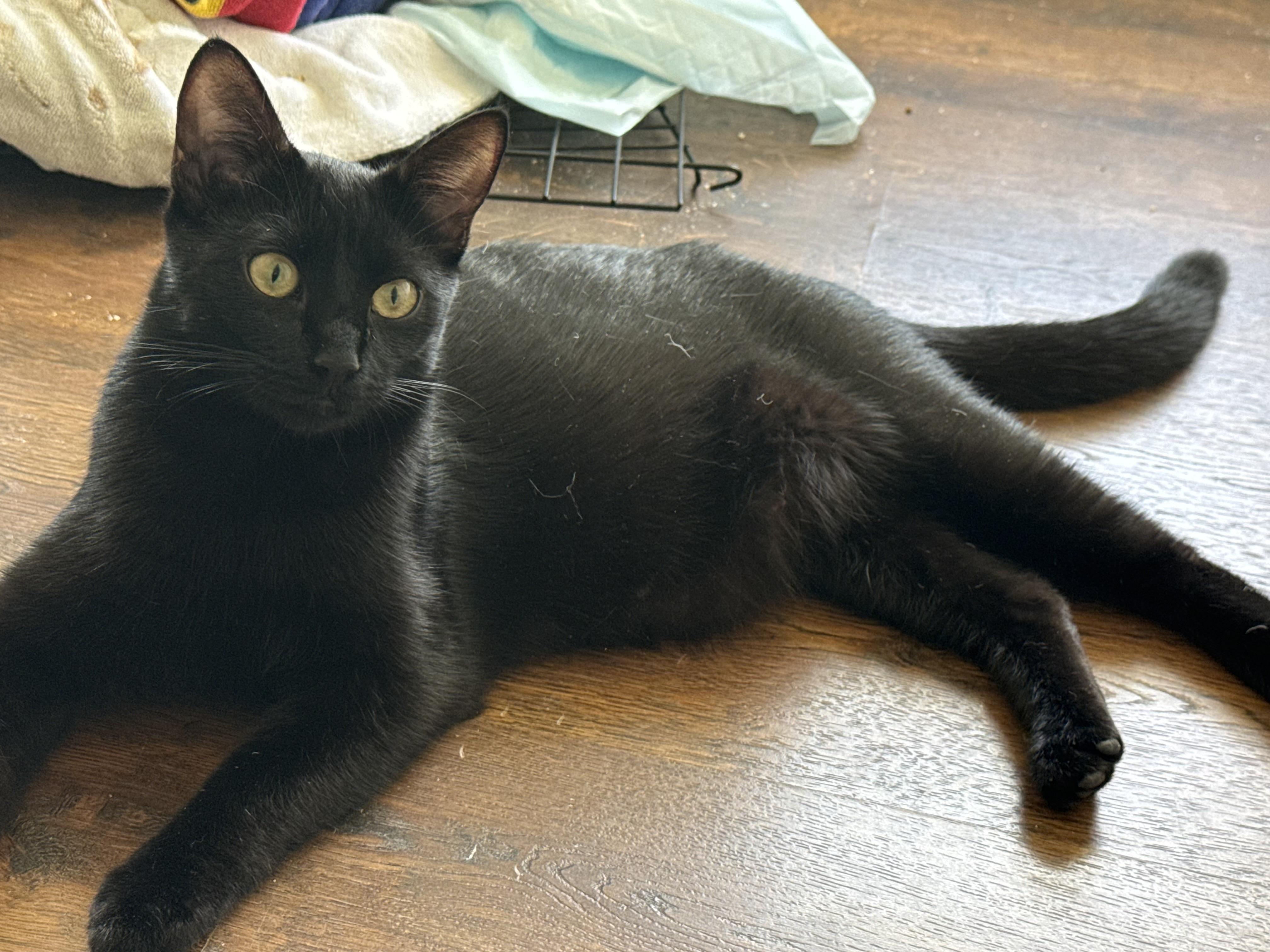 Karma, a ADOPTABLE Domestic Short Hair in Canton, MA image 2/5