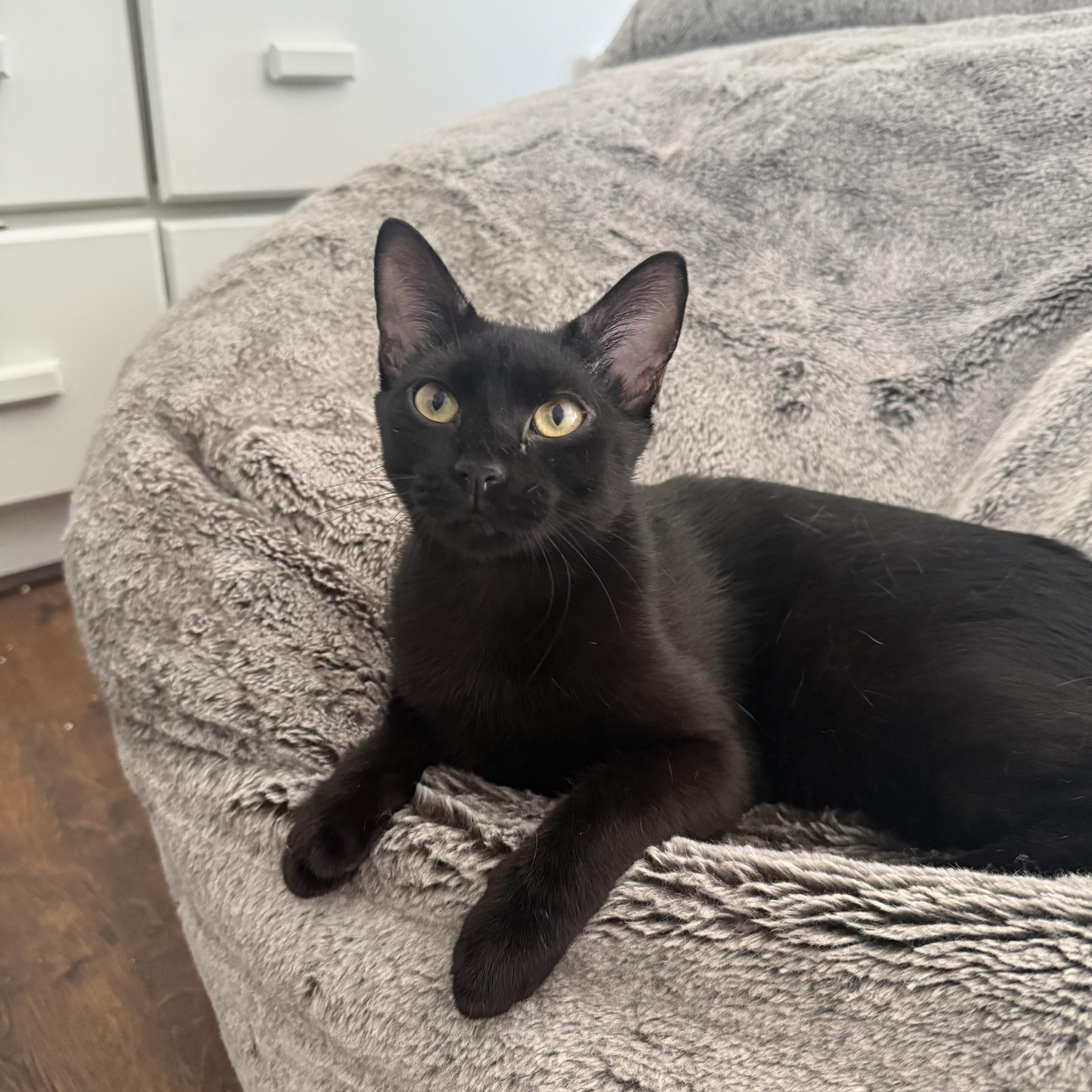 Karma, ADOPTABLE, Young Female Domestic Short Hair.