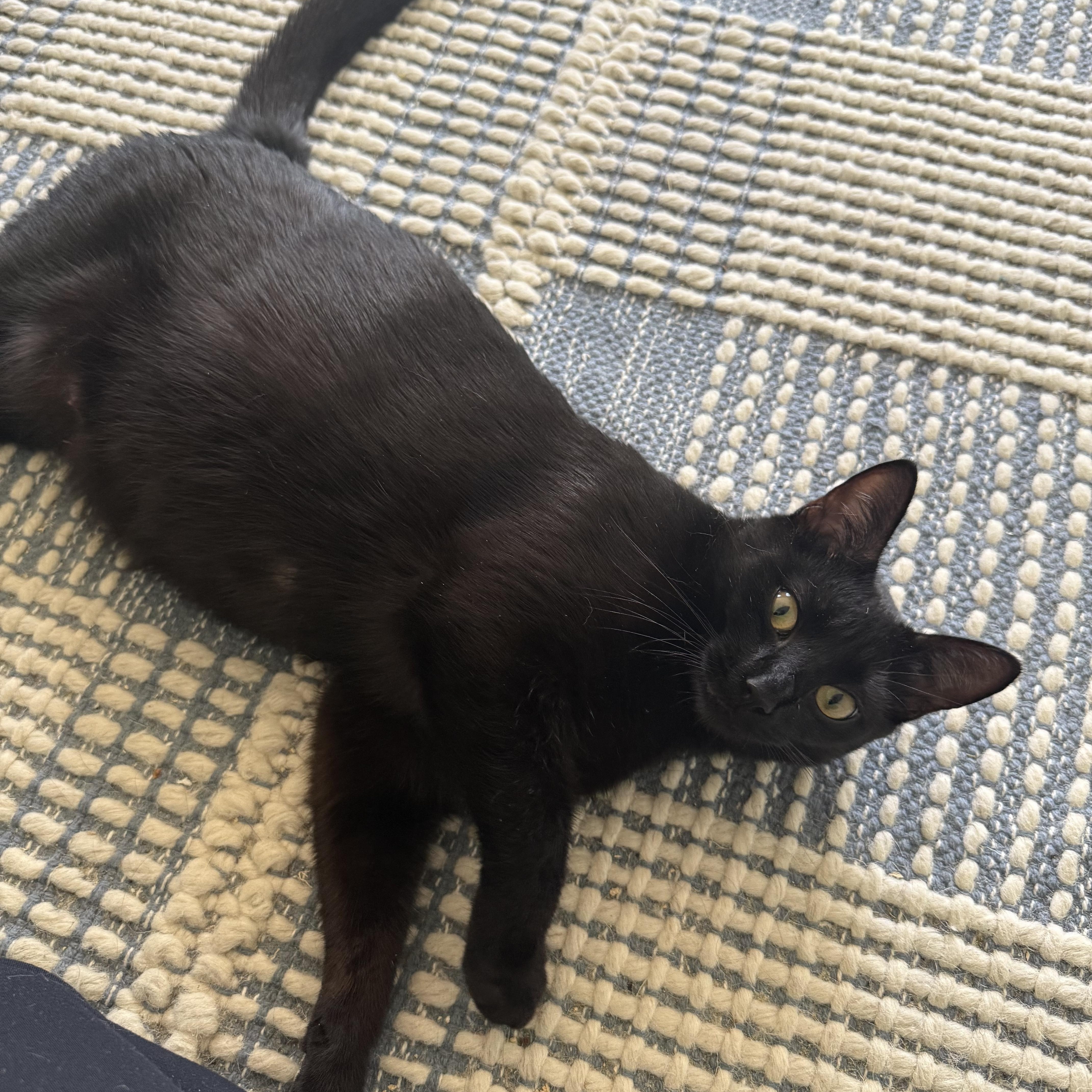 Karma, a ADOPTABLE Domestic Short Hair in Canton, MA image 3/5