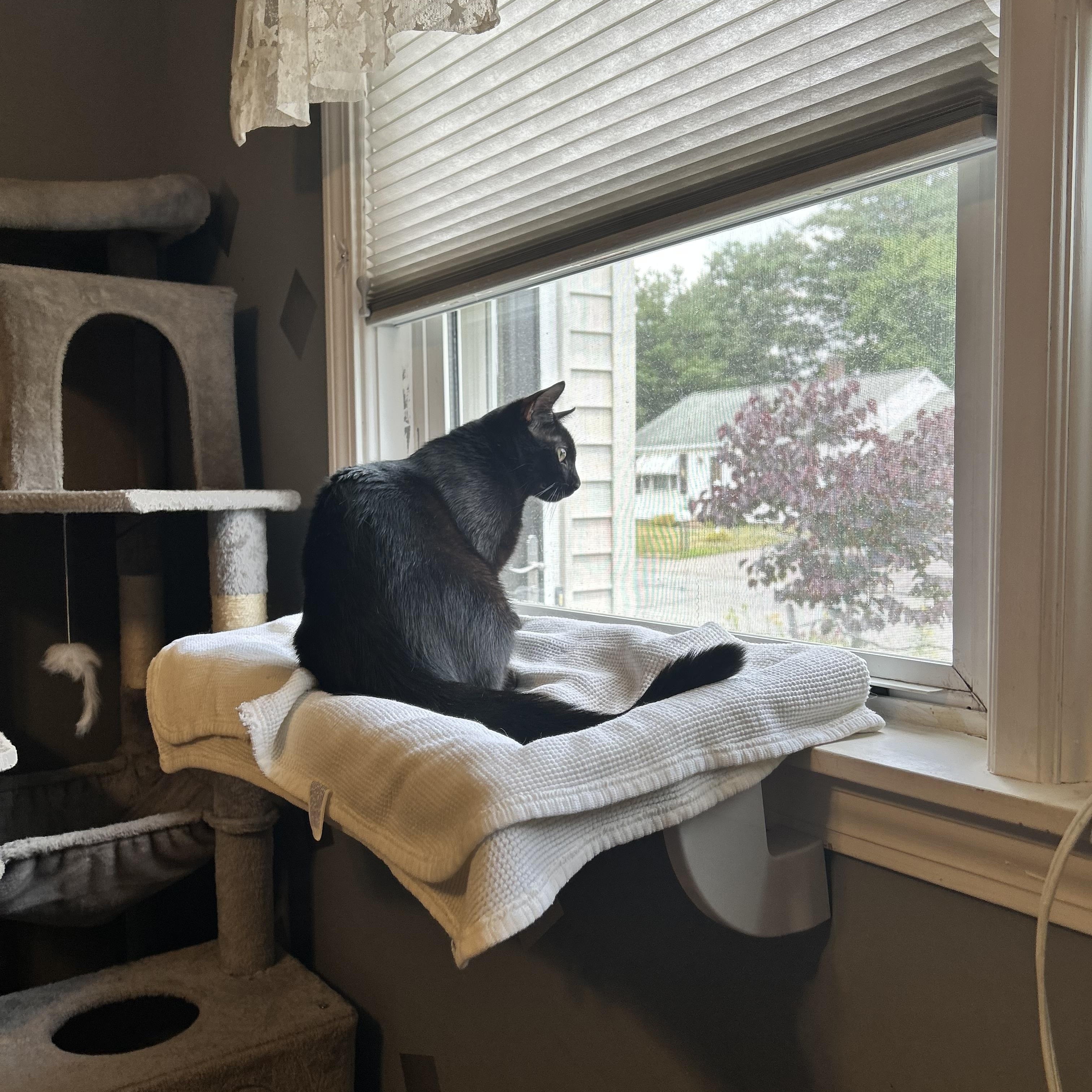 Karma, a ADOPTABLE Domestic Short Hair in Canton, MA image 4/5