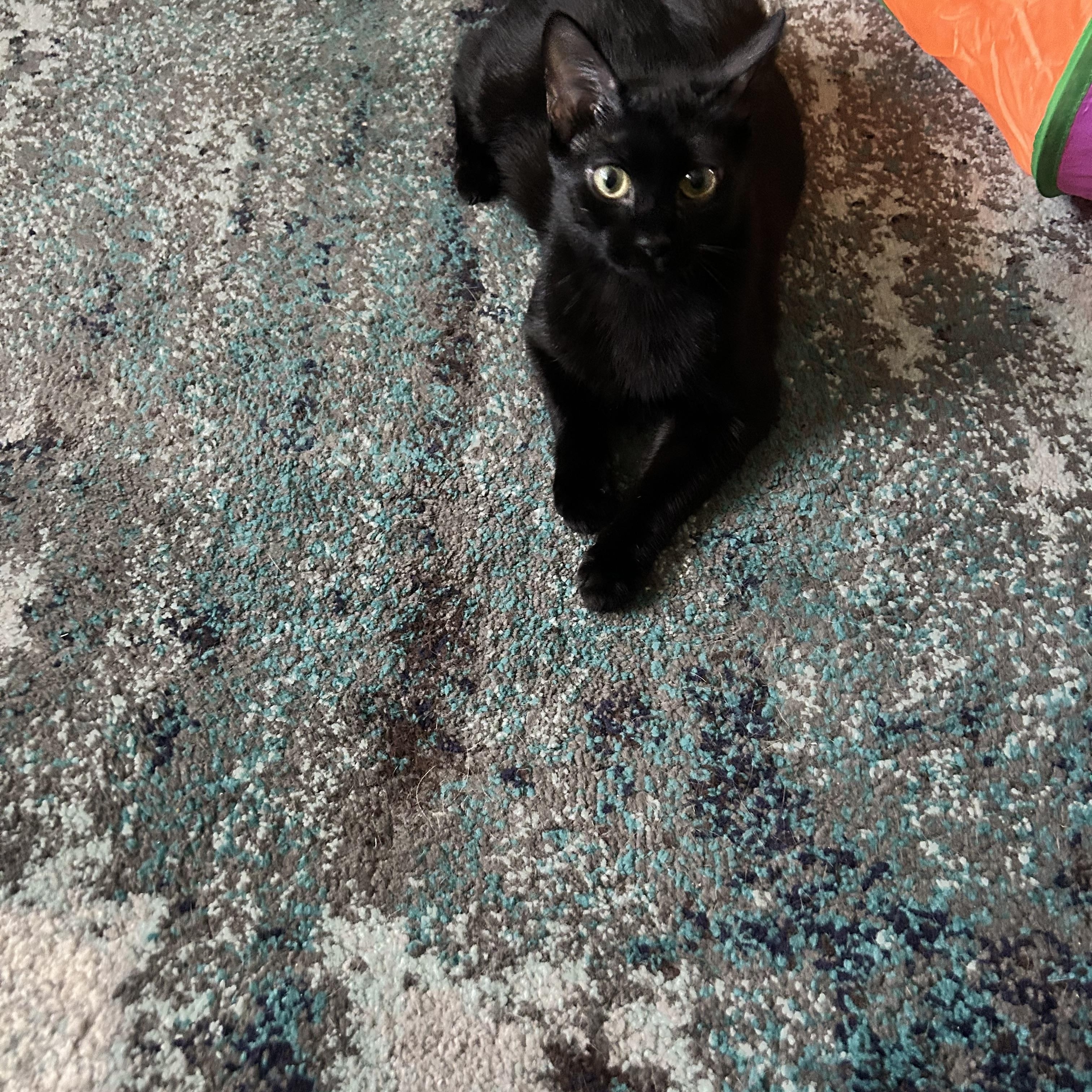 Karma, a ADOPTABLE Domestic Short Hair in Canton, MA image 5/5
