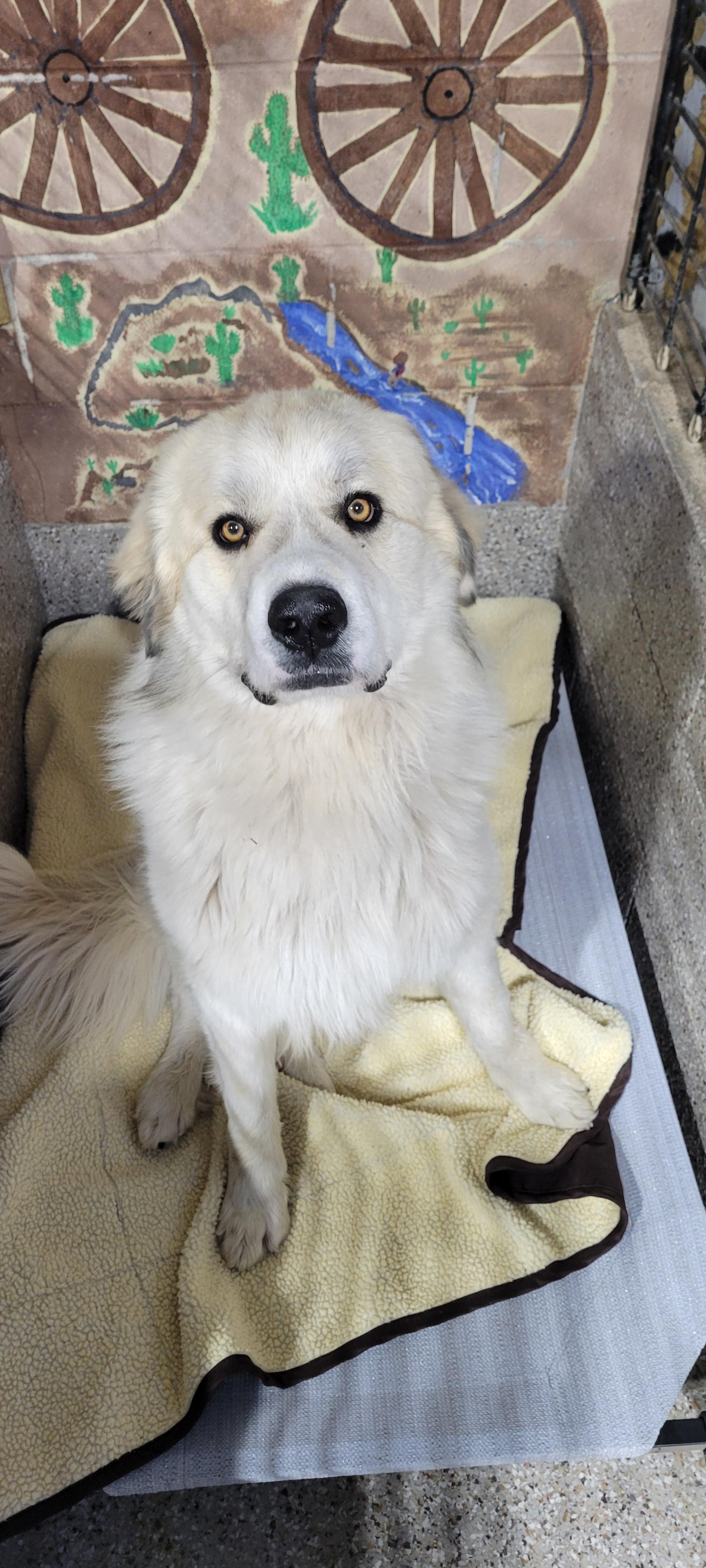 Dudley, Adopted, Adult Male Great Pyrenees.