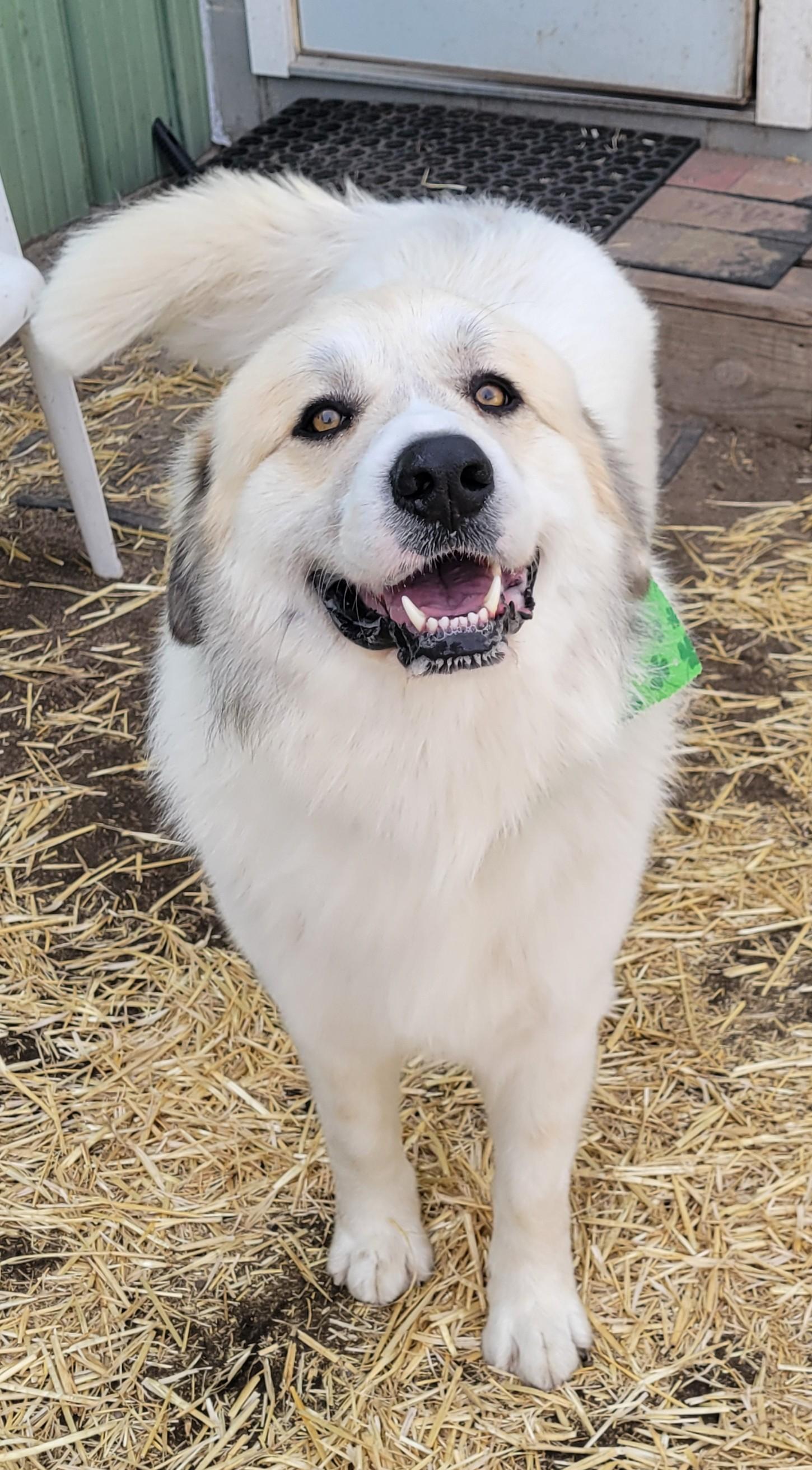 Dudley, an adoptable Great Pyrenees in Grand Island, NE, 68803 | Photo Image 1