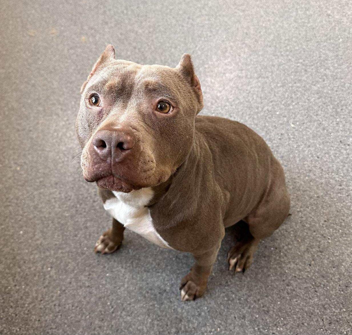 Enlarge Gwen, a Adoptable Pit Bull Terrier in Covington, VA image 1/1