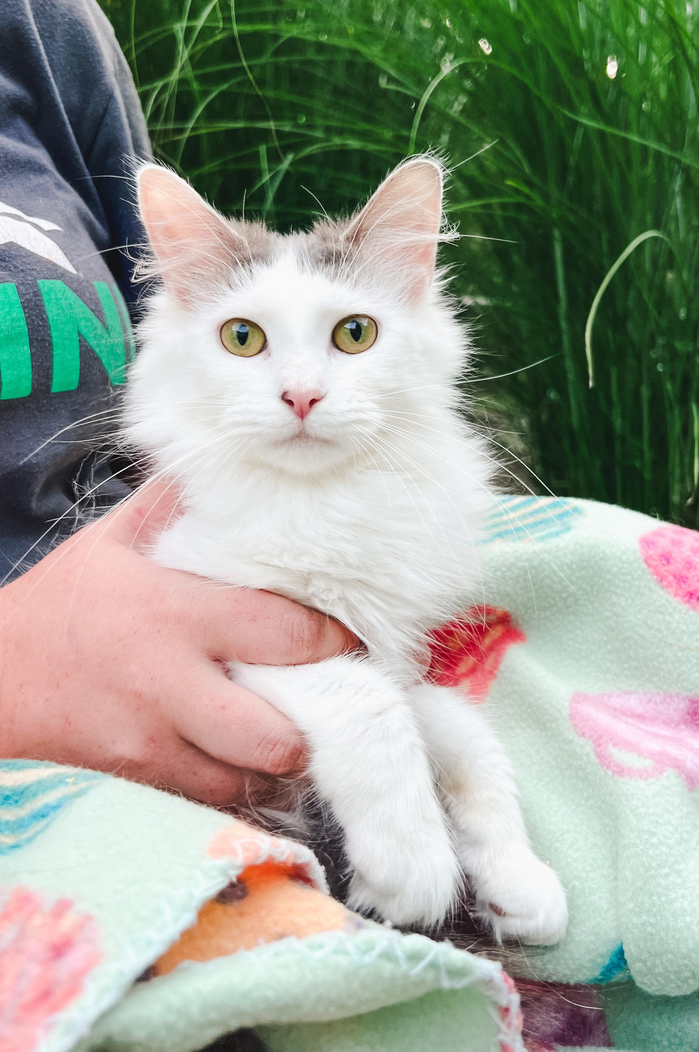 Blossom, ADOPTABLE, Young Female Domestic Long Hair.