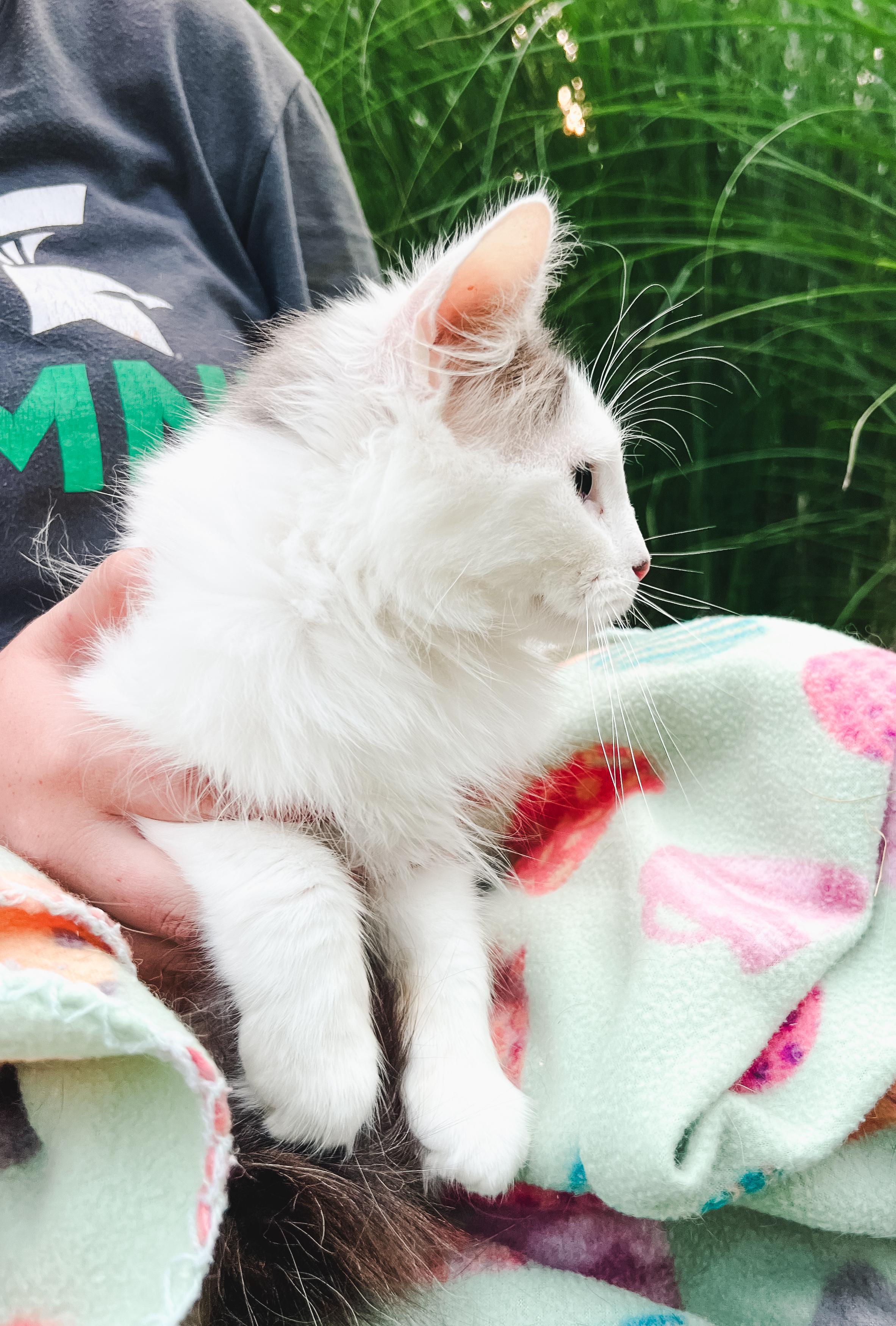 Blossom, a ADOPTABLE Domestic Long Hair in Howell, MI image 2/2