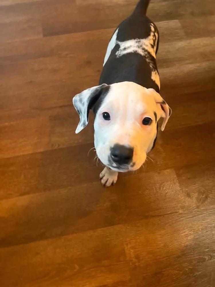 Daum / Petey, Adoptable, Puppy Male Labrador Retriever & Dalmatian.