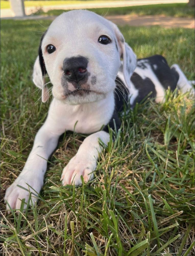 Enlarge Daum / Petey, a Adoptable mixed breed in Broomfield, CO image 2/6