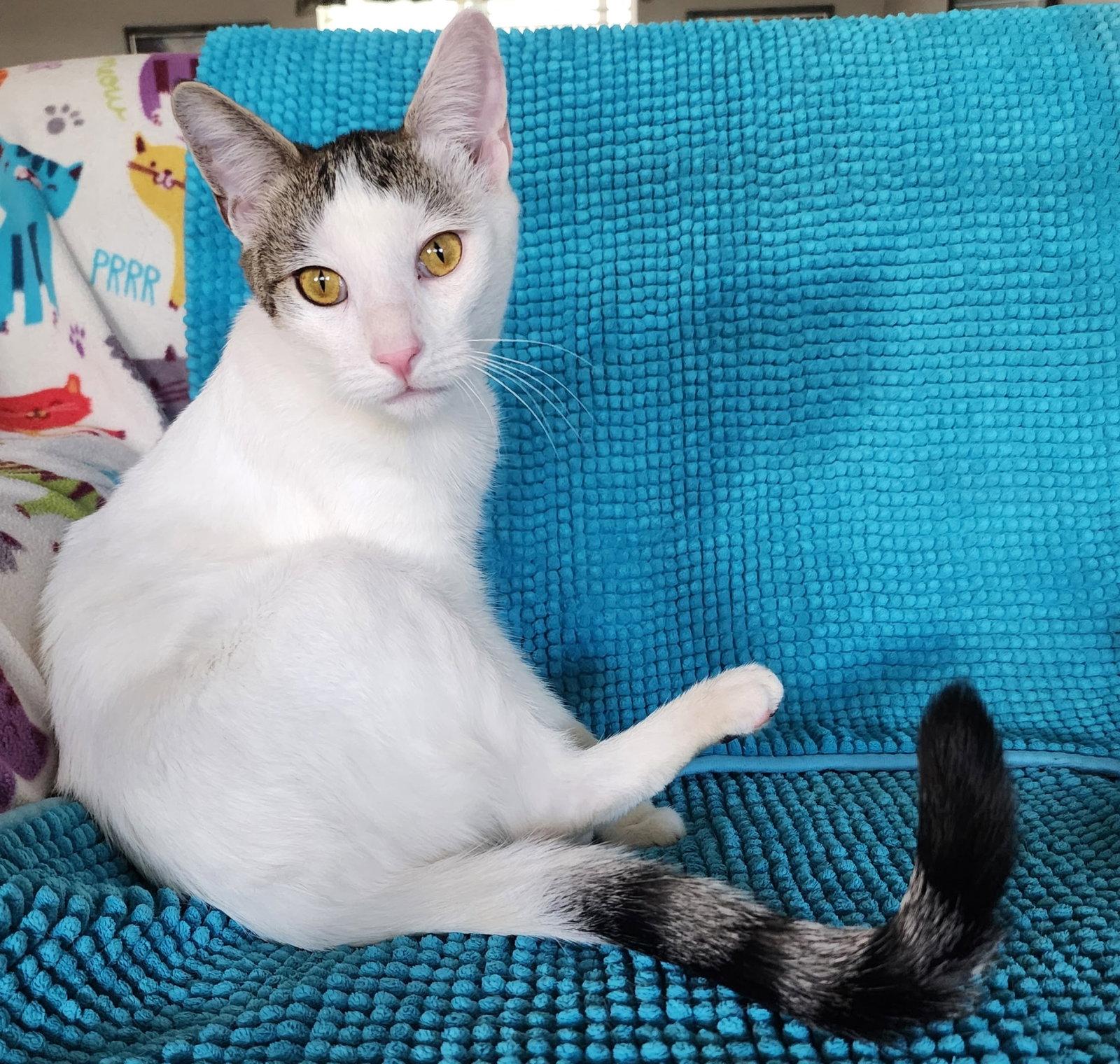 Chumash, Adoptable, Young Male Domestic Short Hair.