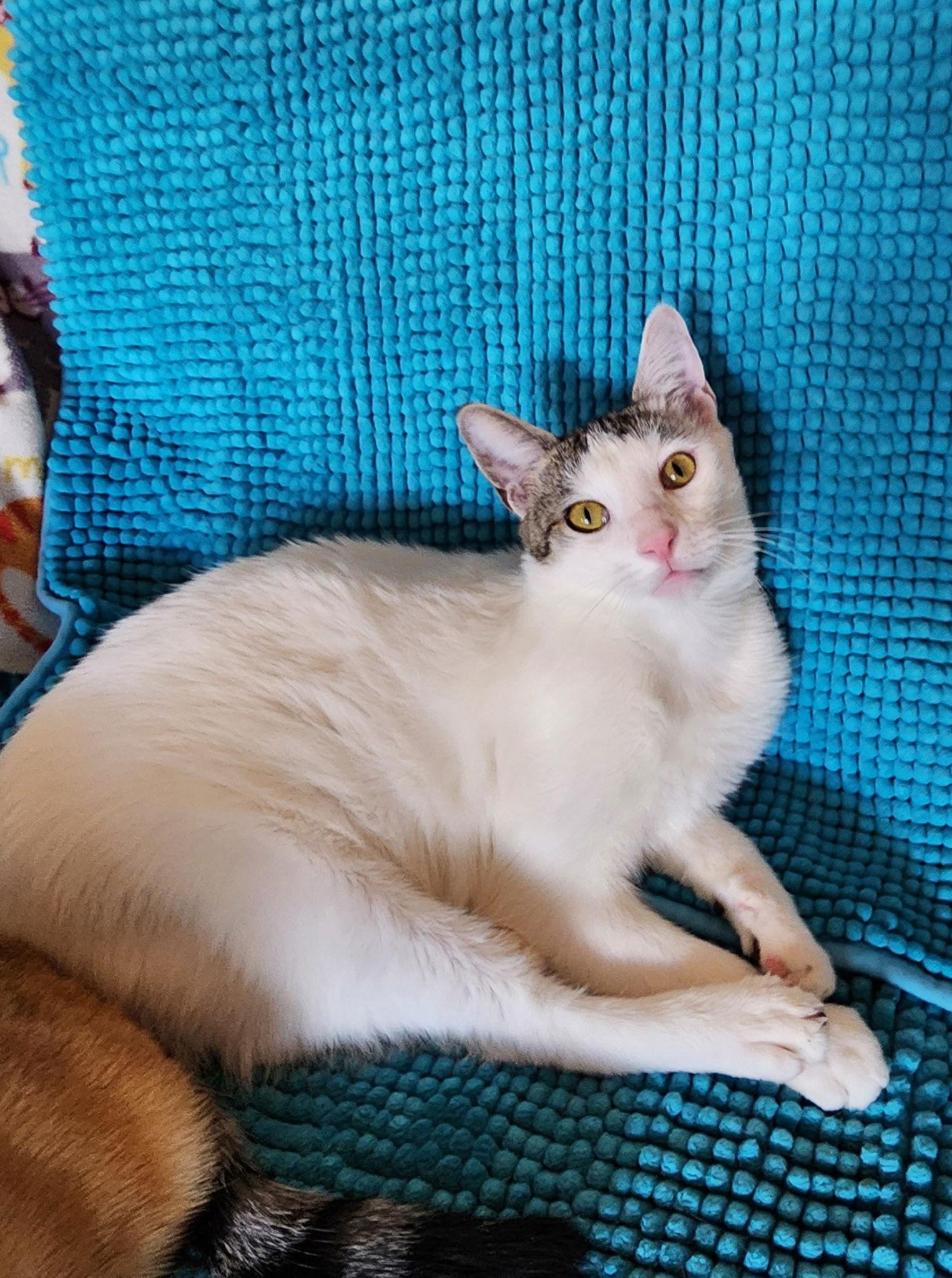 Enlarge Chumash, a Adoptable Domestic Short Hair in Mission Viejo, CA image 2/2