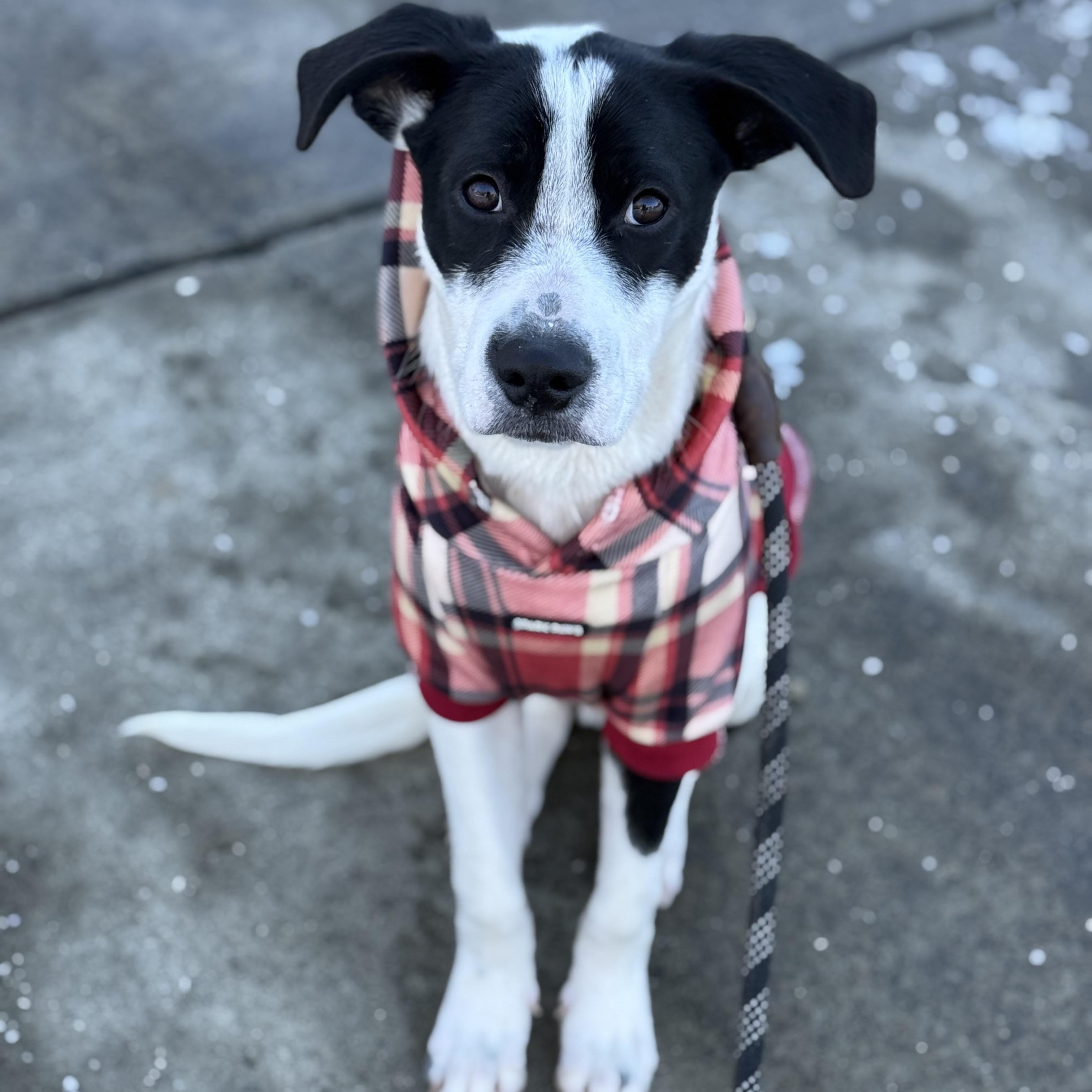 Tux, a ADOPTABLE mixed breed in Rock Hill, SC image 4/6