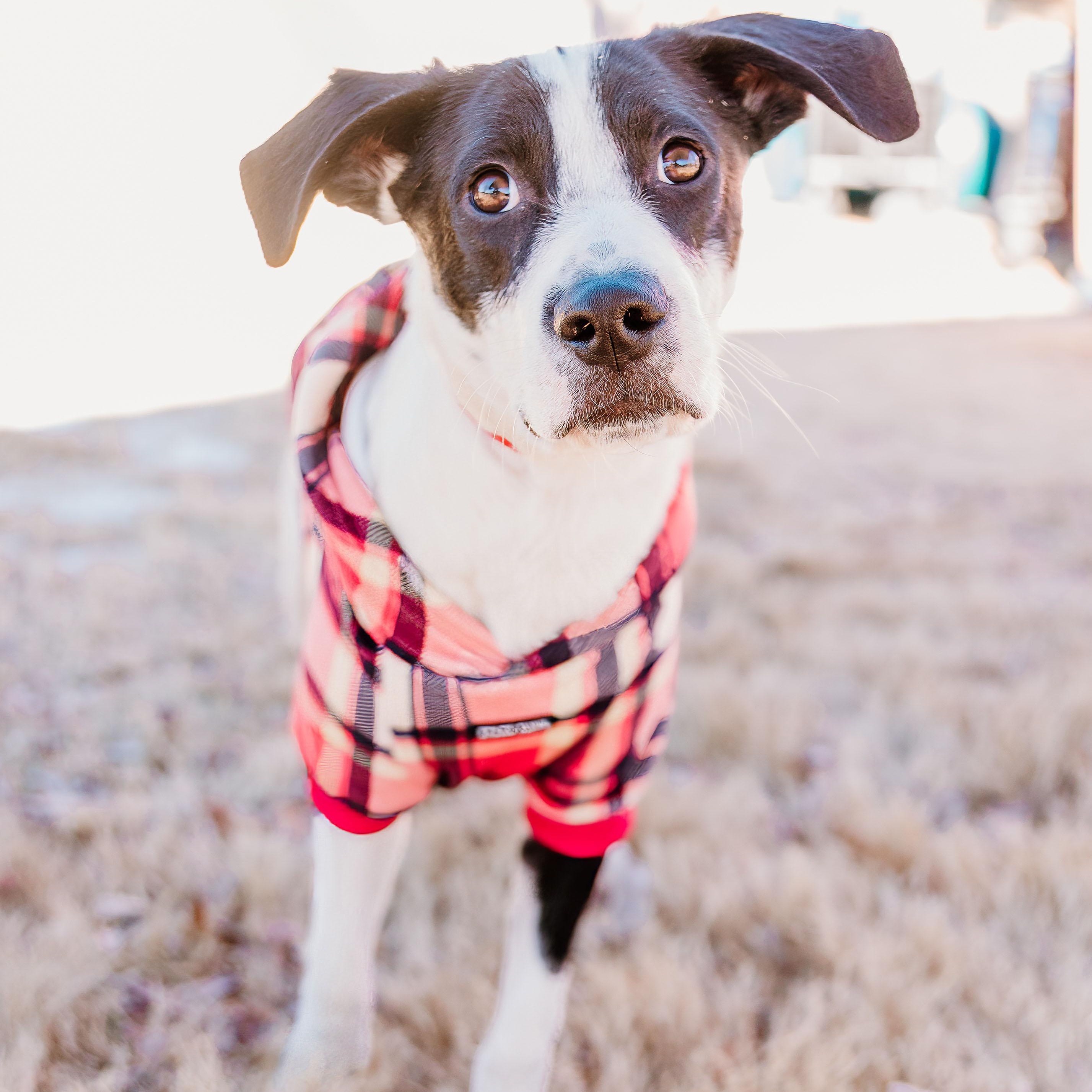 Tux, ADOPTABLE, Puppy Male Mixed Breed.