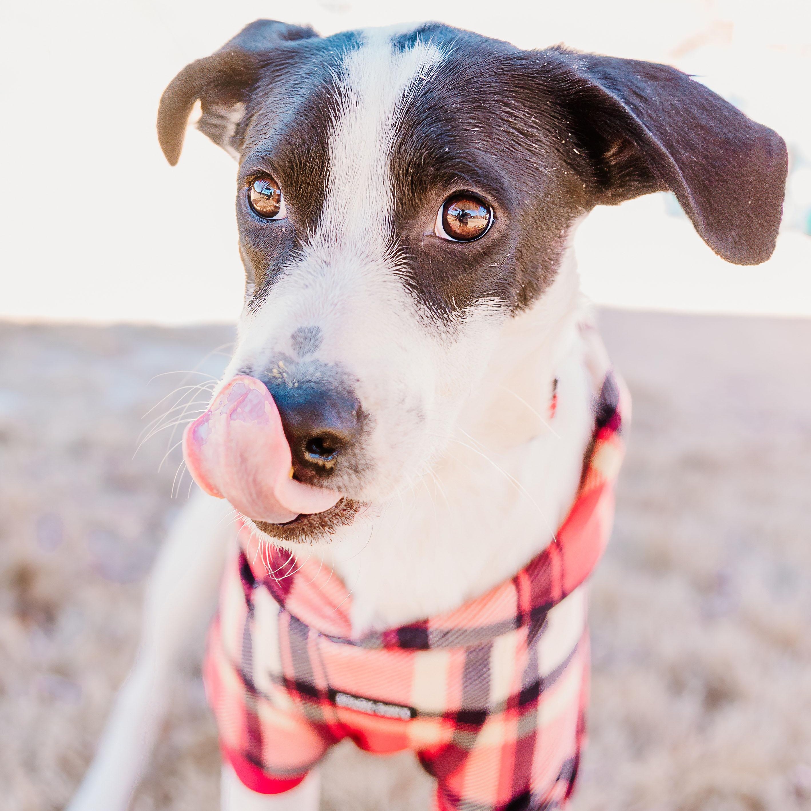 Enlarge Tux, a ADOPTABLE mixed breed in Rock Hill, SC image 3/6