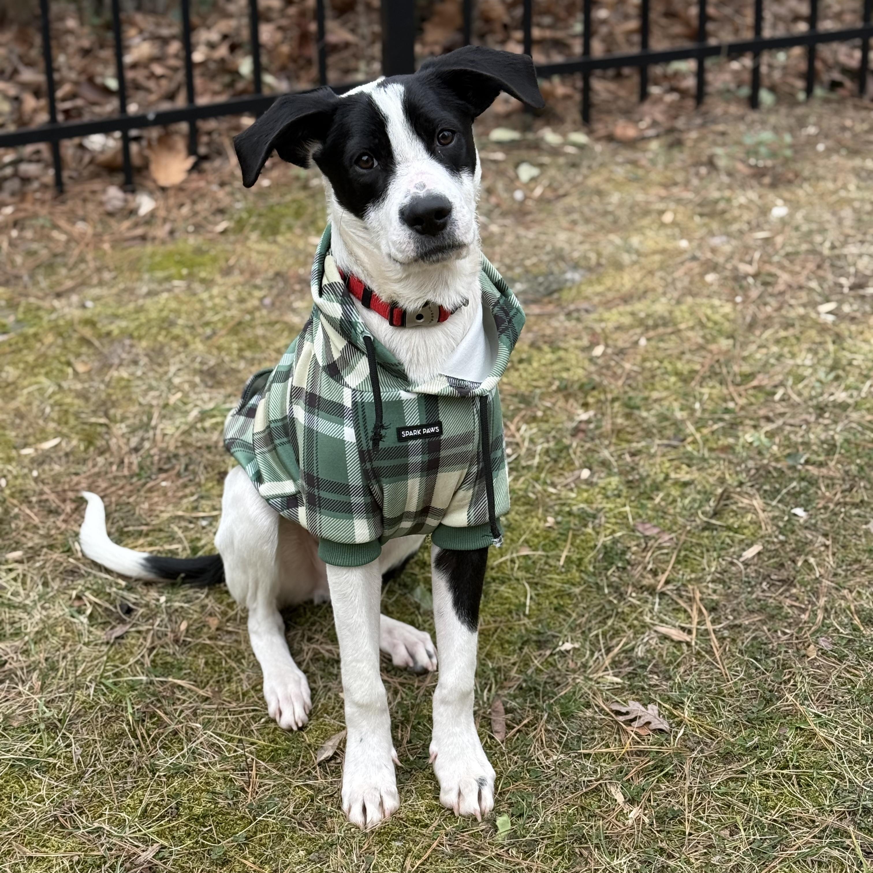 Enlarge Tux, a ADOPTABLE mixed breed in Rock Hill, SC image 2/6