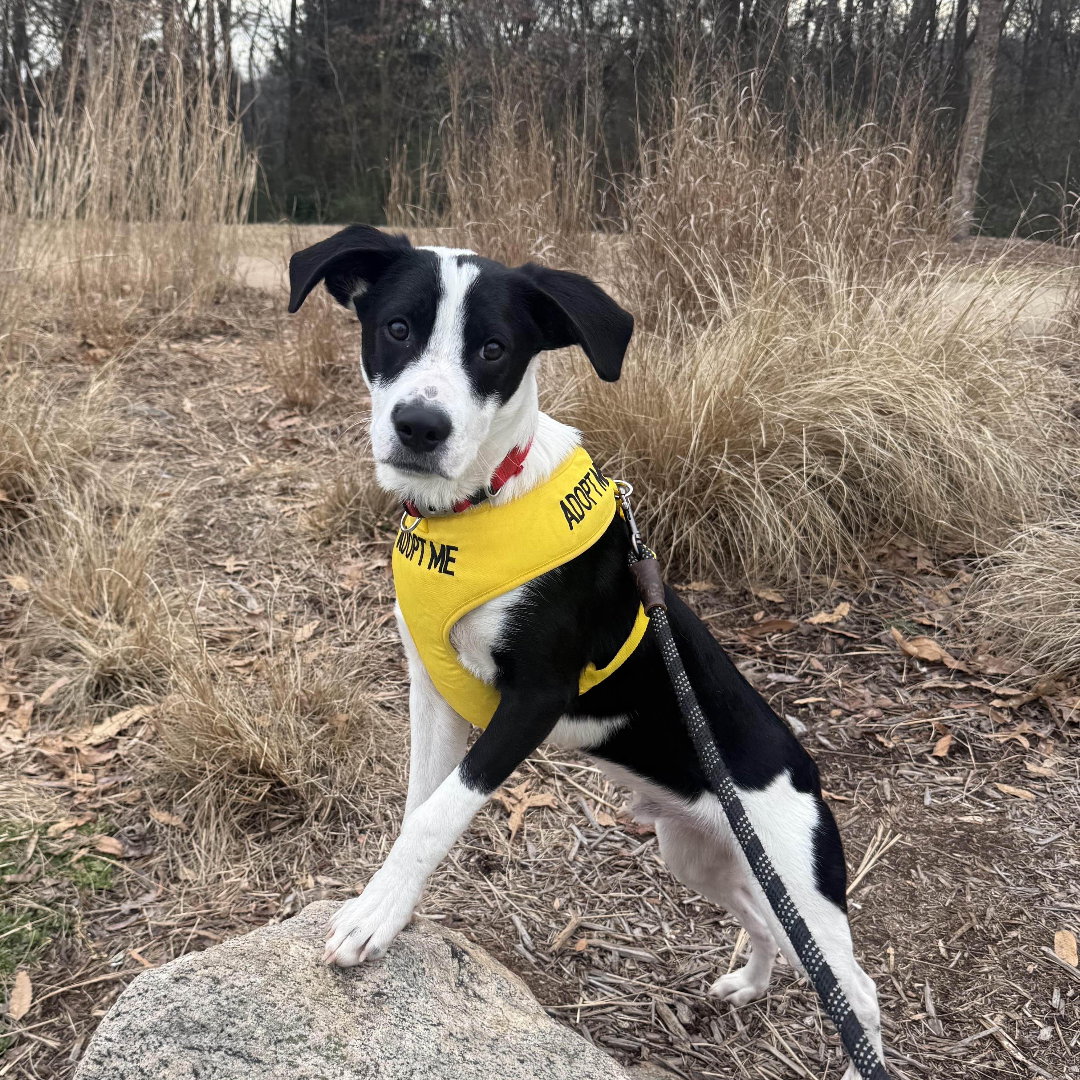 Enlarge Tux, a ADOPTABLE mixed breed in Rock Hill, SC image 5/6
