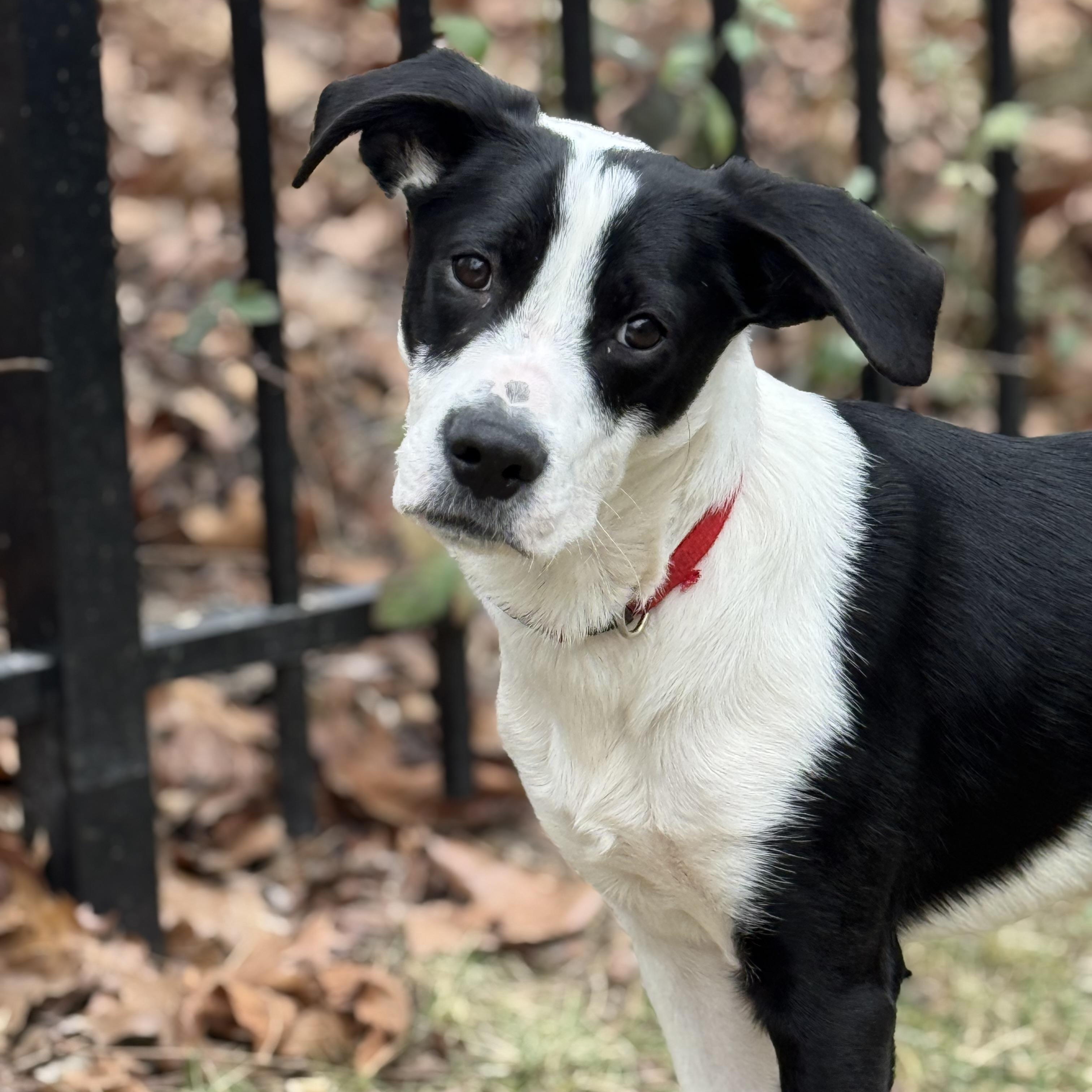 Enlarge Tux, a ADOPTABLE mixed breed in Rock Hill, SC image 4/6