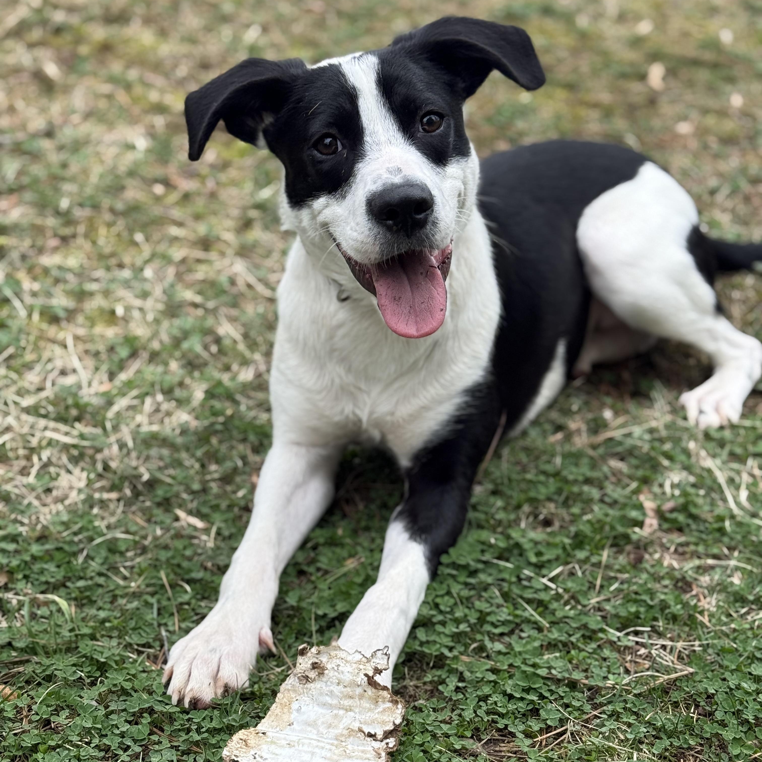 Tux, a ADOPTABLE mixed breed in Rock Hill, SC image 1/6