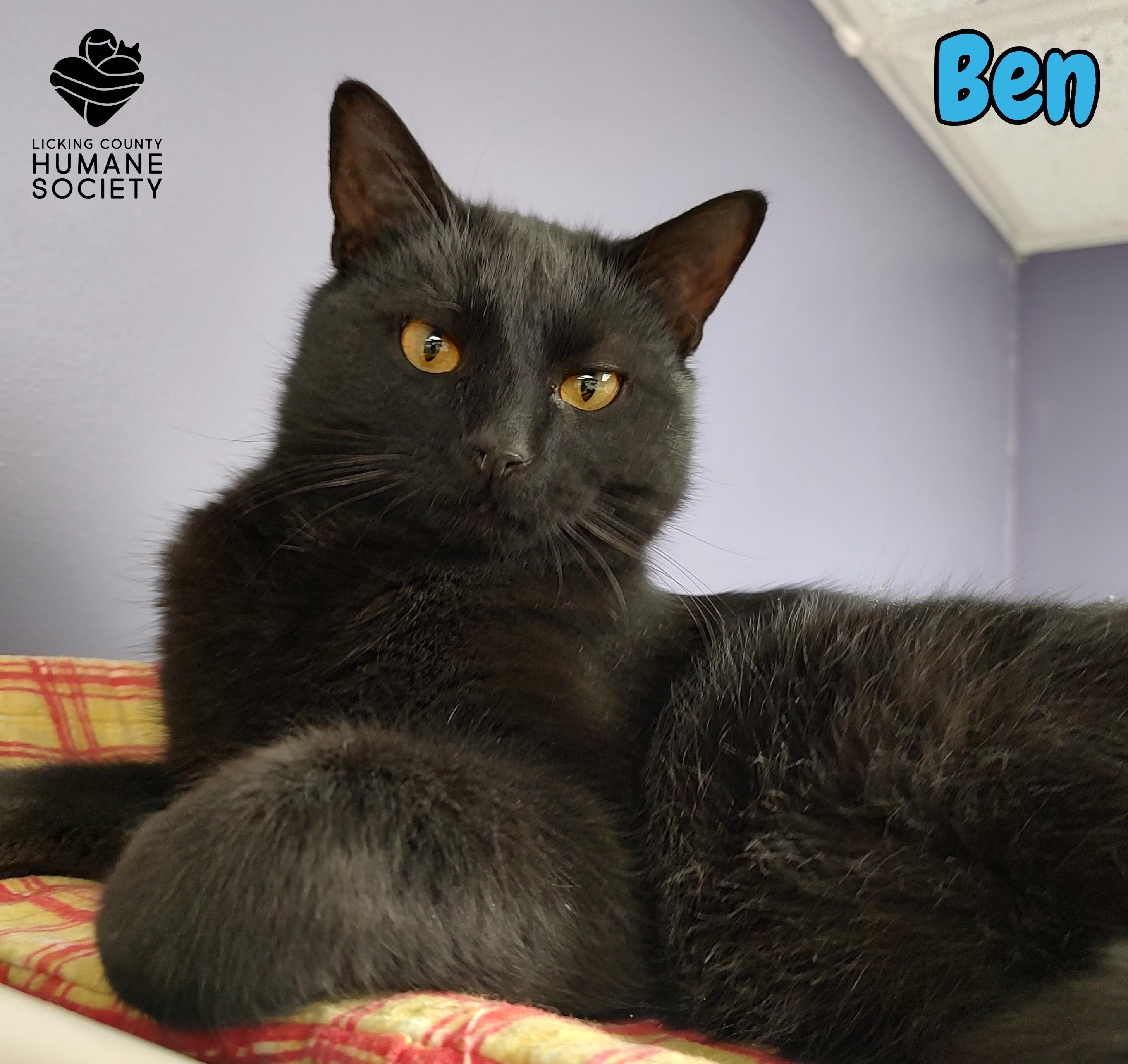 Enlarge Ben, a ADOPTABLE mixed breed in Heath, OH image 1/1