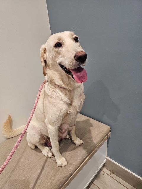 Enlarge Charlotte, a Adoptable Labrador Retriever in Austin, TX image 1/1