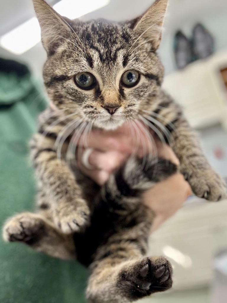 Onyx, Adoptable, Kitten Female Domestic Short Hair.