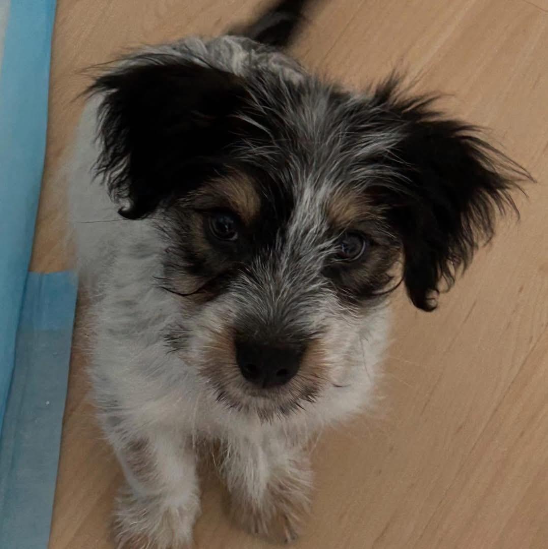 Charlie, Baby Male unknown