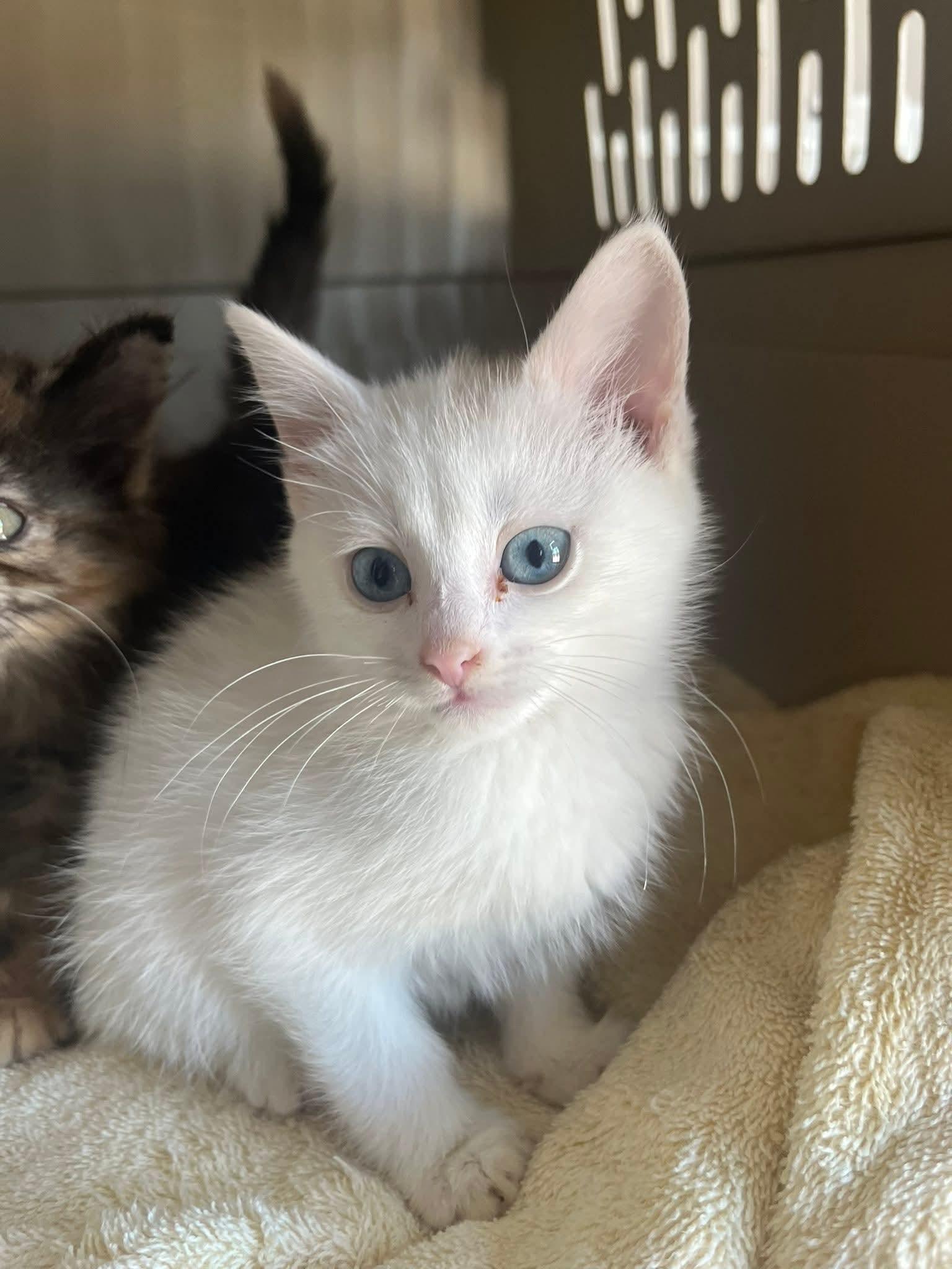 Twix, a Adopted Domestic Short Hair in East Peoria, IL image 2/4