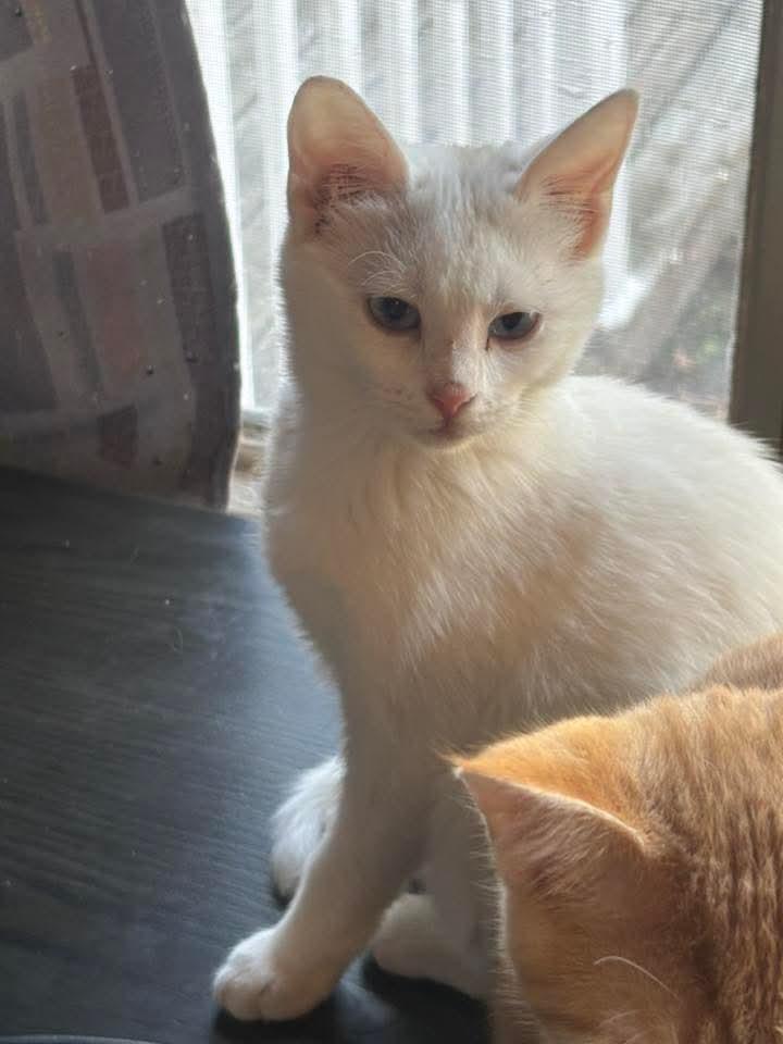 Twix, a Adopted Domestic Short Hair in East Peoria, IL image 3/4