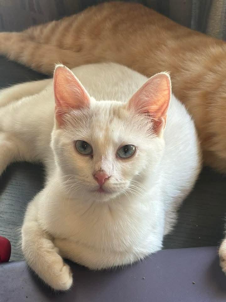 Twix, a Adopted Domestic Short Hair in East Peoria, IL image 4/4