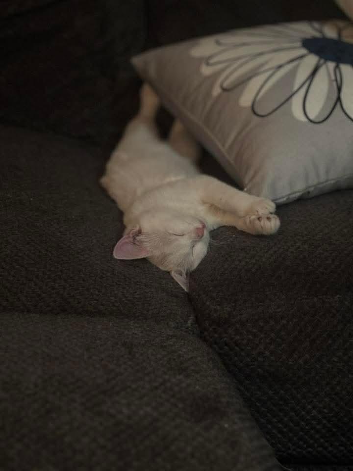 Twix, Adopted, Young Female Domestic Short Hair.