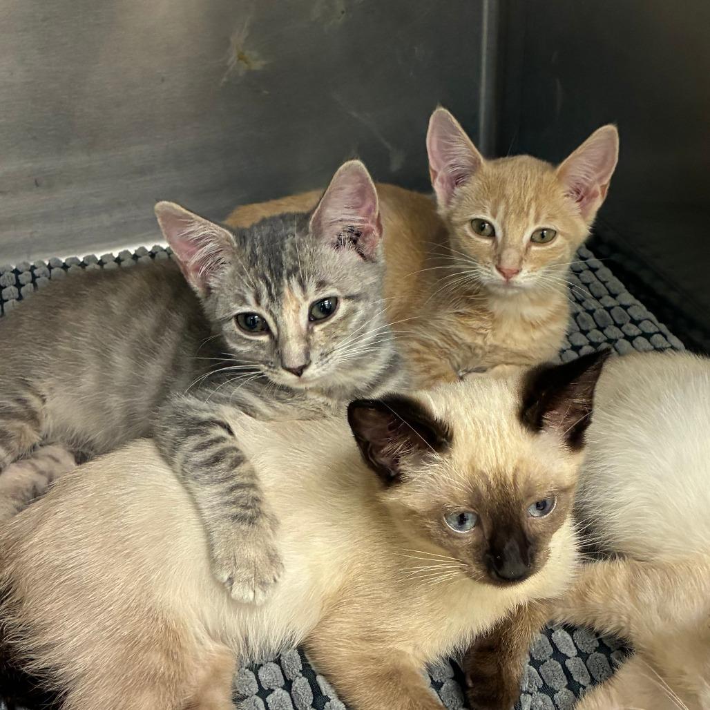 Summer, Adoptable, Kitten Female Domestic Short Hair.