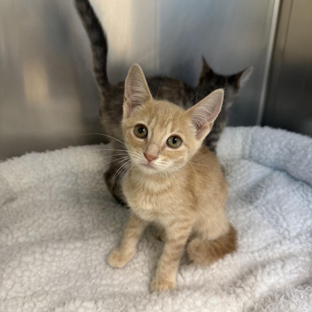Enlarge Summer, a Adoptable Domestic Short Hair in Mebane, NC image 3/3