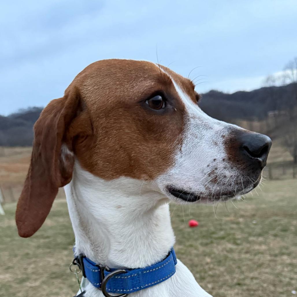 Pollyanna, Adoptable, Young Female Coonhound.