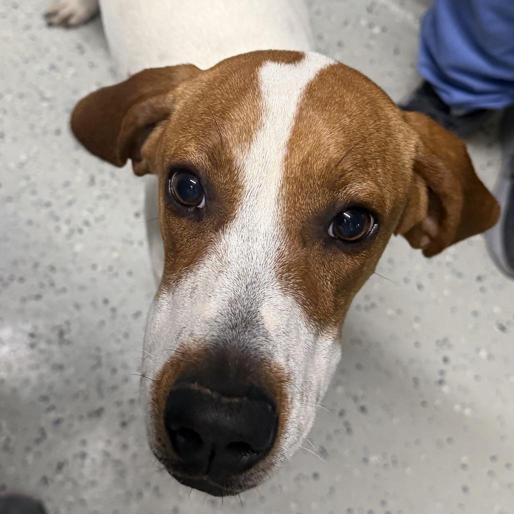 Enlarge Pollyanna, a Adoptable Coonhound in Marion, VA image 3/6