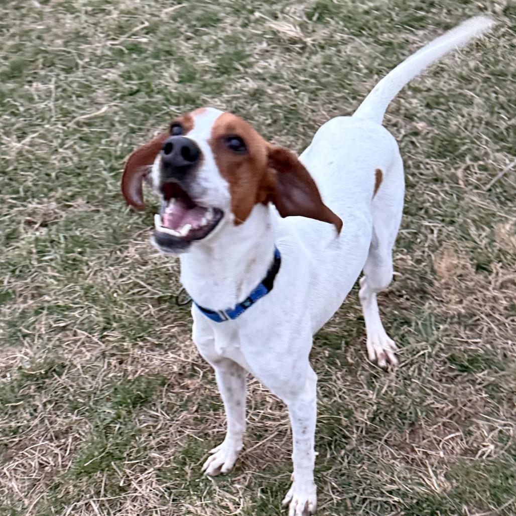 Enlarge Pollyanna, a Adoptable Coonhound in Marion, VA image 4/6
