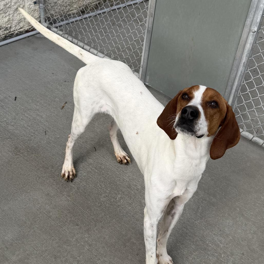 Enlarge Pollyanna, a Adoptable Coonhound in Marion, VA image 5/6
