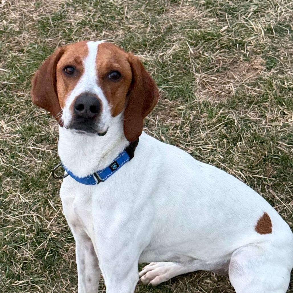 Enlarge Pollyanna, a Adoptable Coonhound in Marion, VA image 6/6