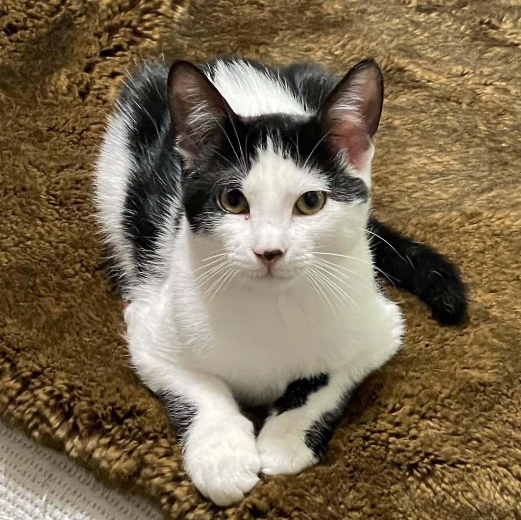 Roscoe, a Adoptable Domestic Short Hair in LITTLE MOUNTAIN, SC image 1/2