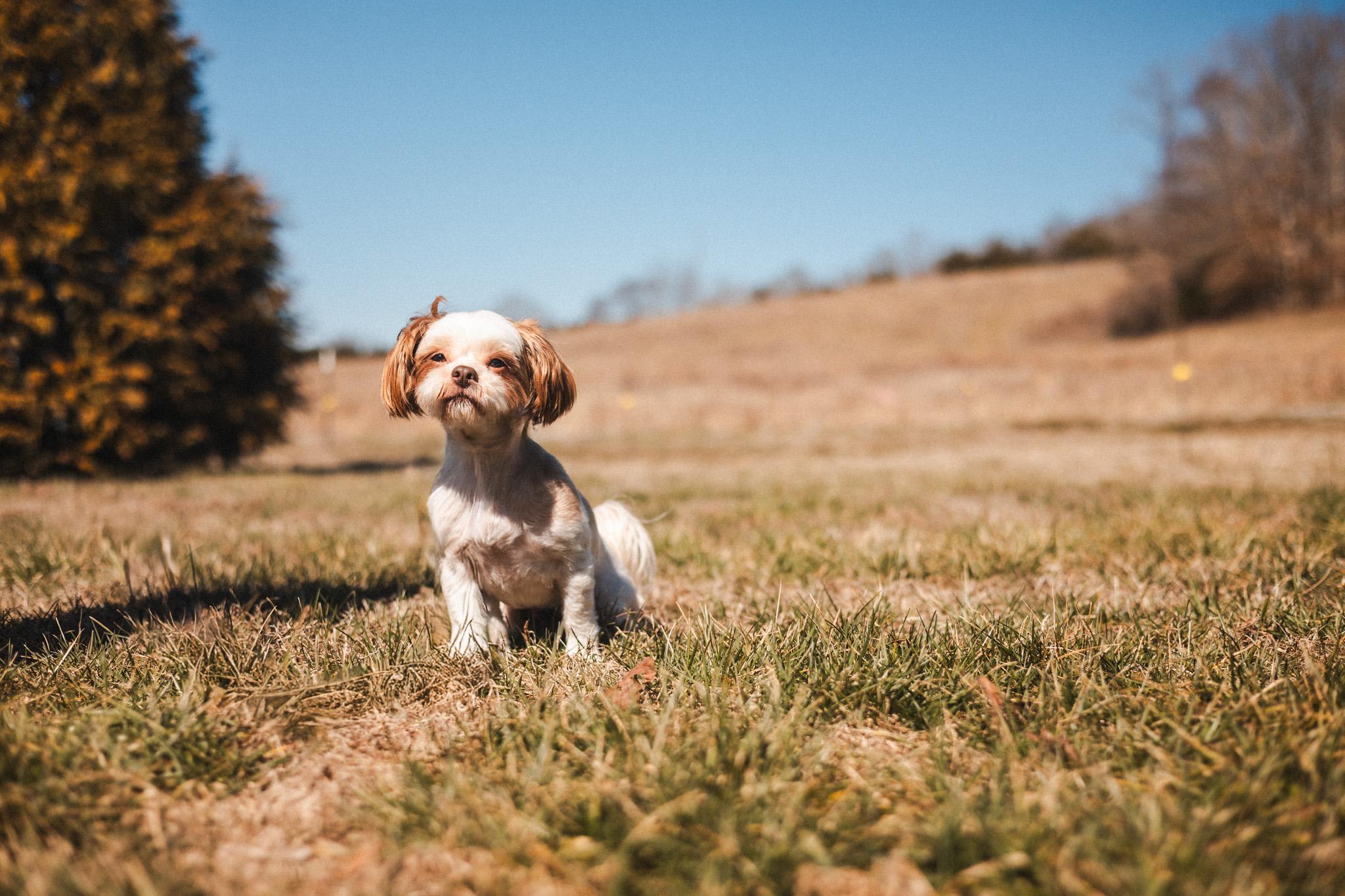 Enlarge Toshi - Transport, a Adoptable mixed breed in Washington, PA image 2/6