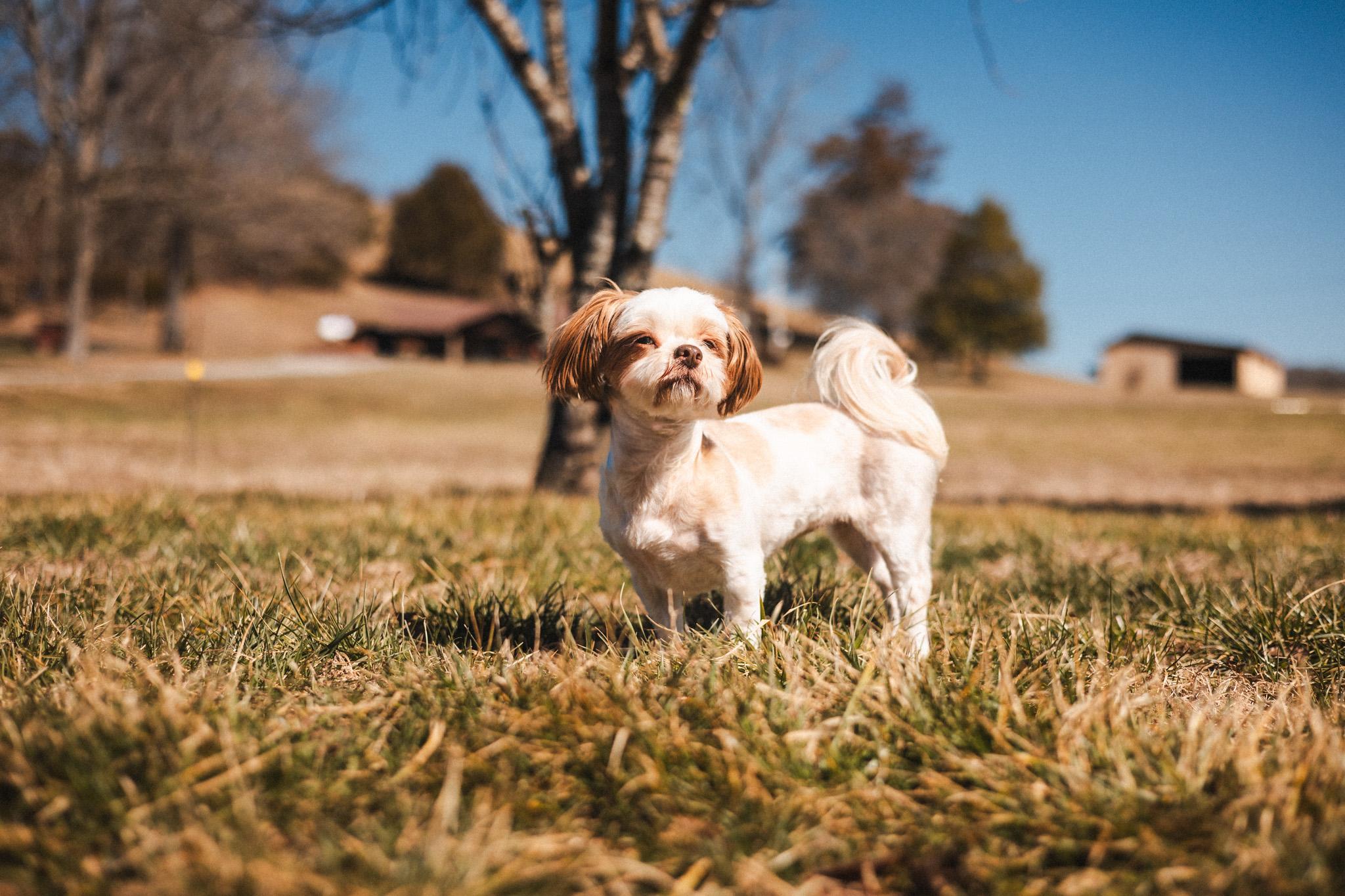 Enlarge Toshi - Transport, a Adoptable mixed breed in Washington, PA image 1/6