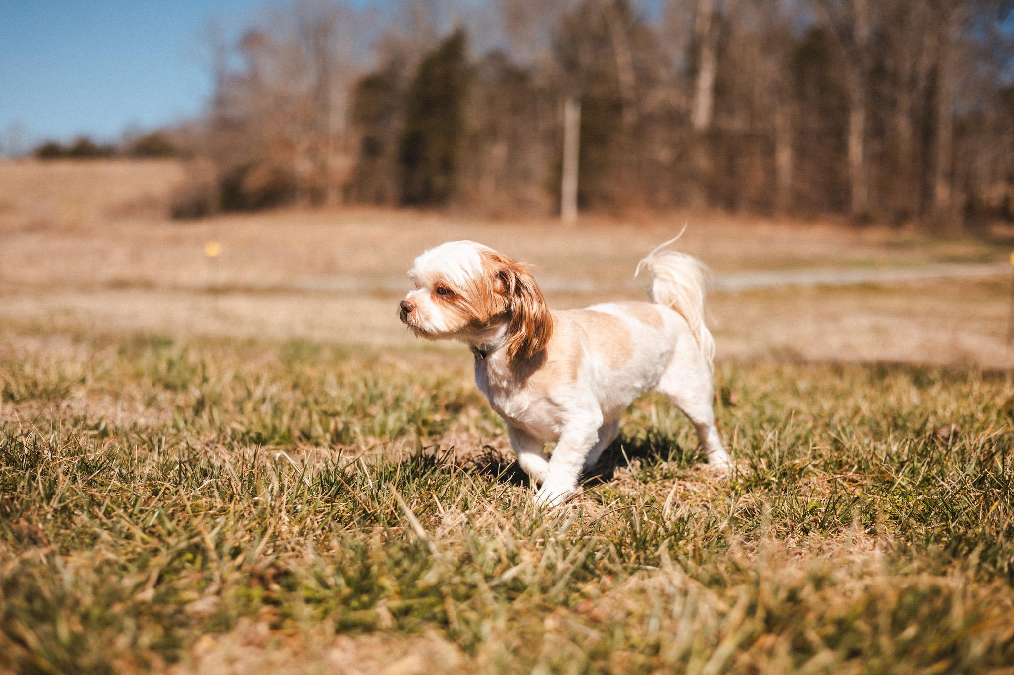 Enlarge Toshi - Transport, a Adoptable mixed breed in Washington, PA image 4/6