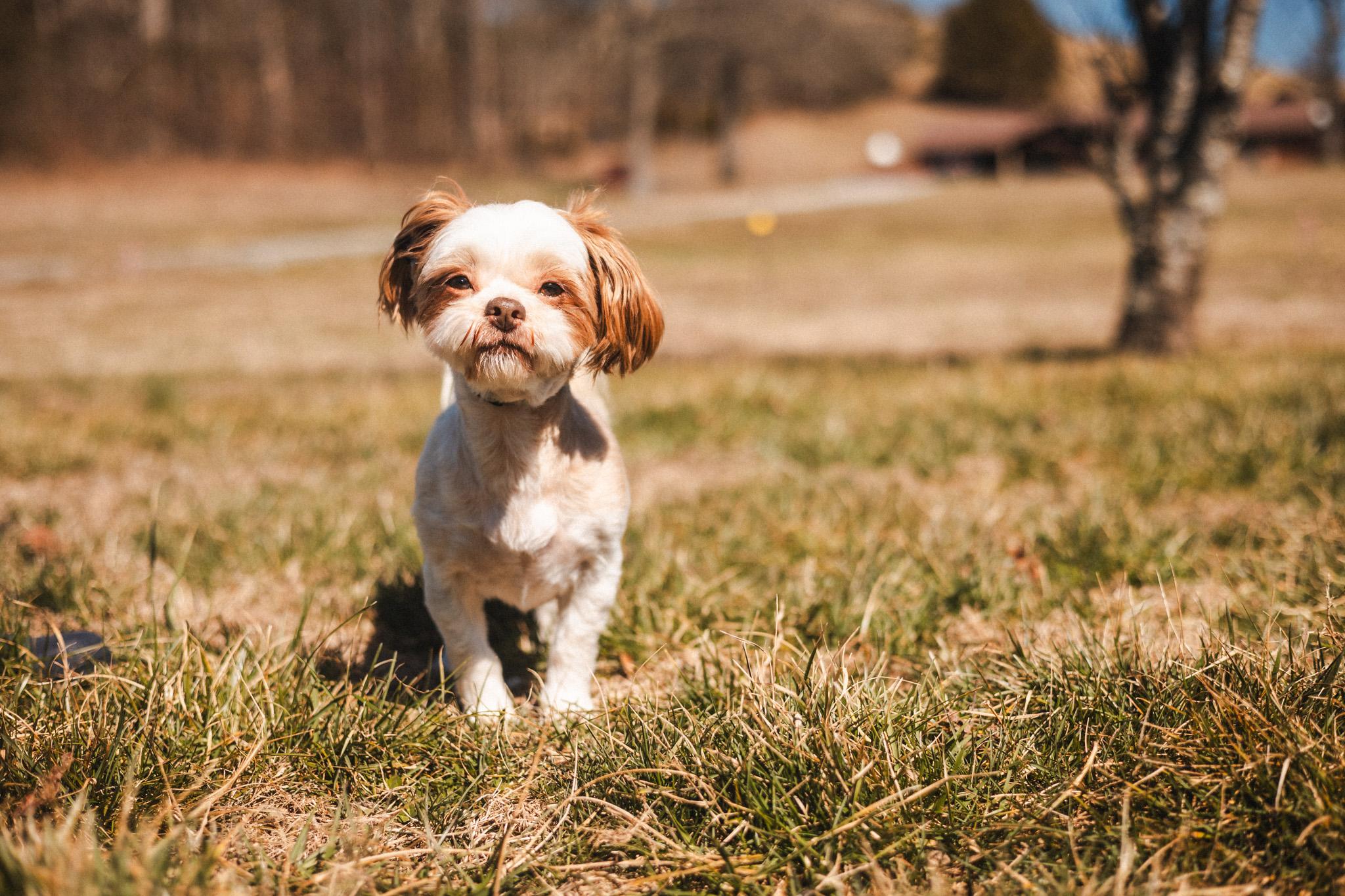 Enlarge Toshi - Transport, a Adoptable mixed breed in Washington, PA image 3/6
