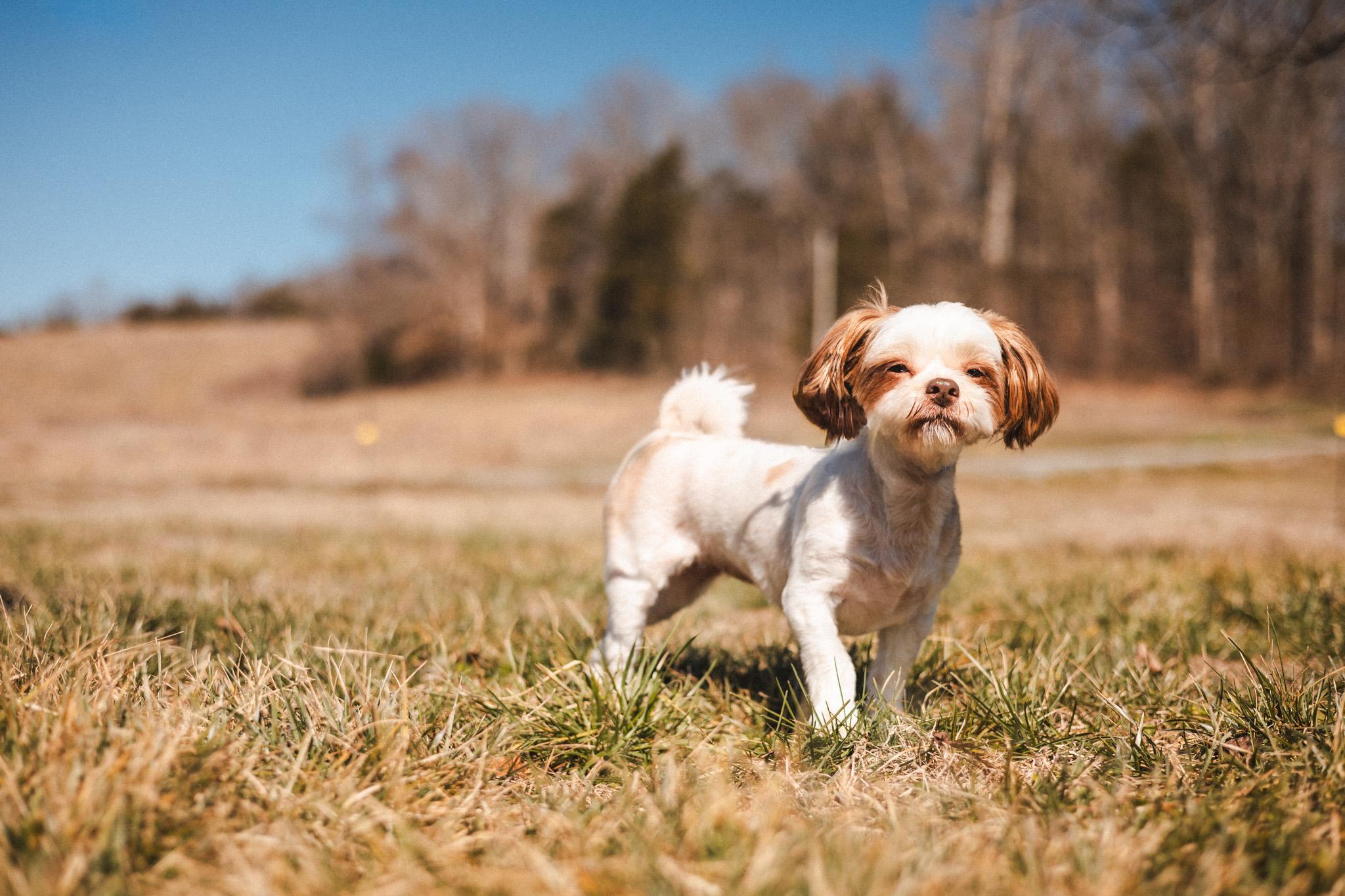Enlarge Toshi - Transport, a Adoptable mixed breed in Washington, PA image 5/6