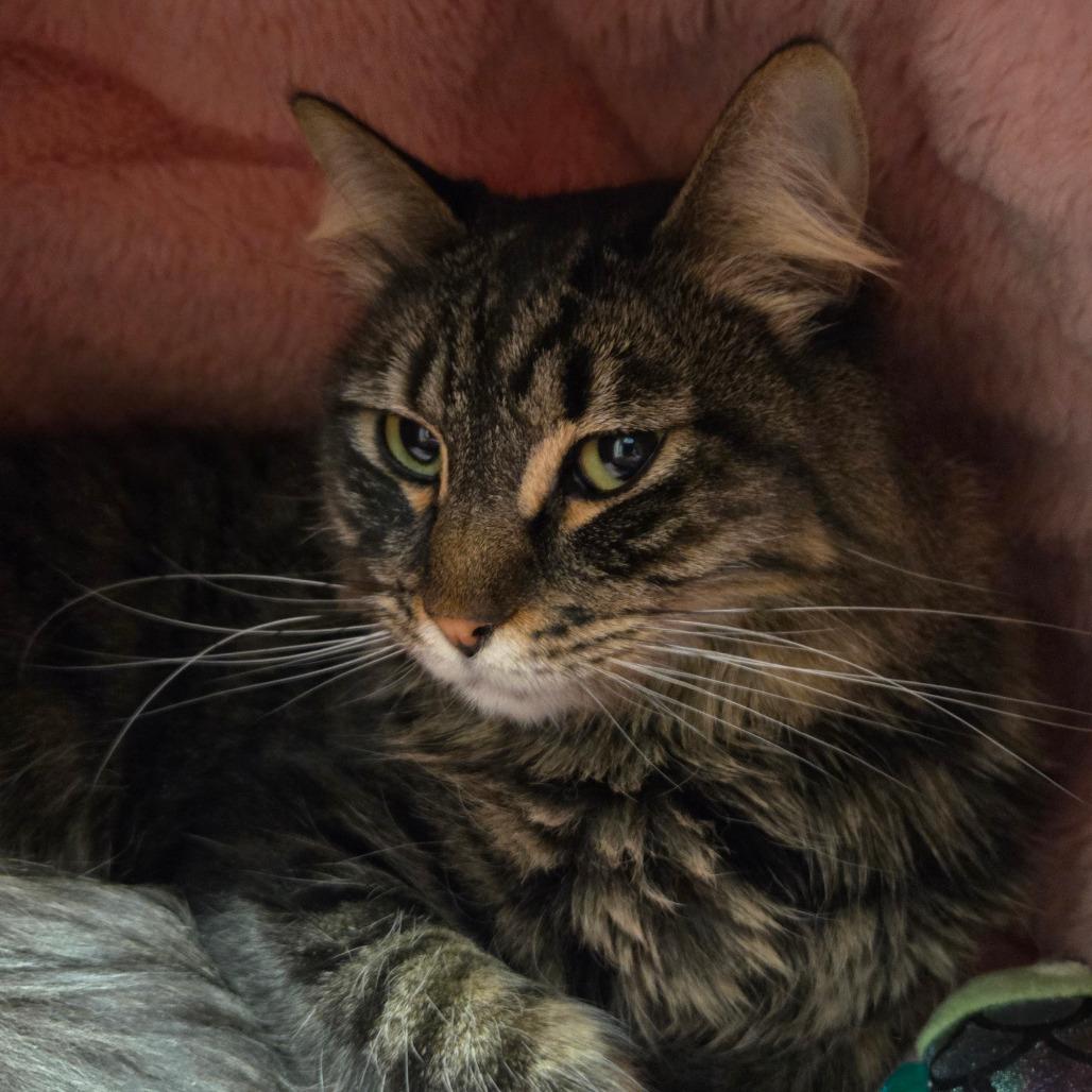 Enlarge Ralphy, a ADOPTABLE Domestic Long Hair in Nampa, ID image 1/1