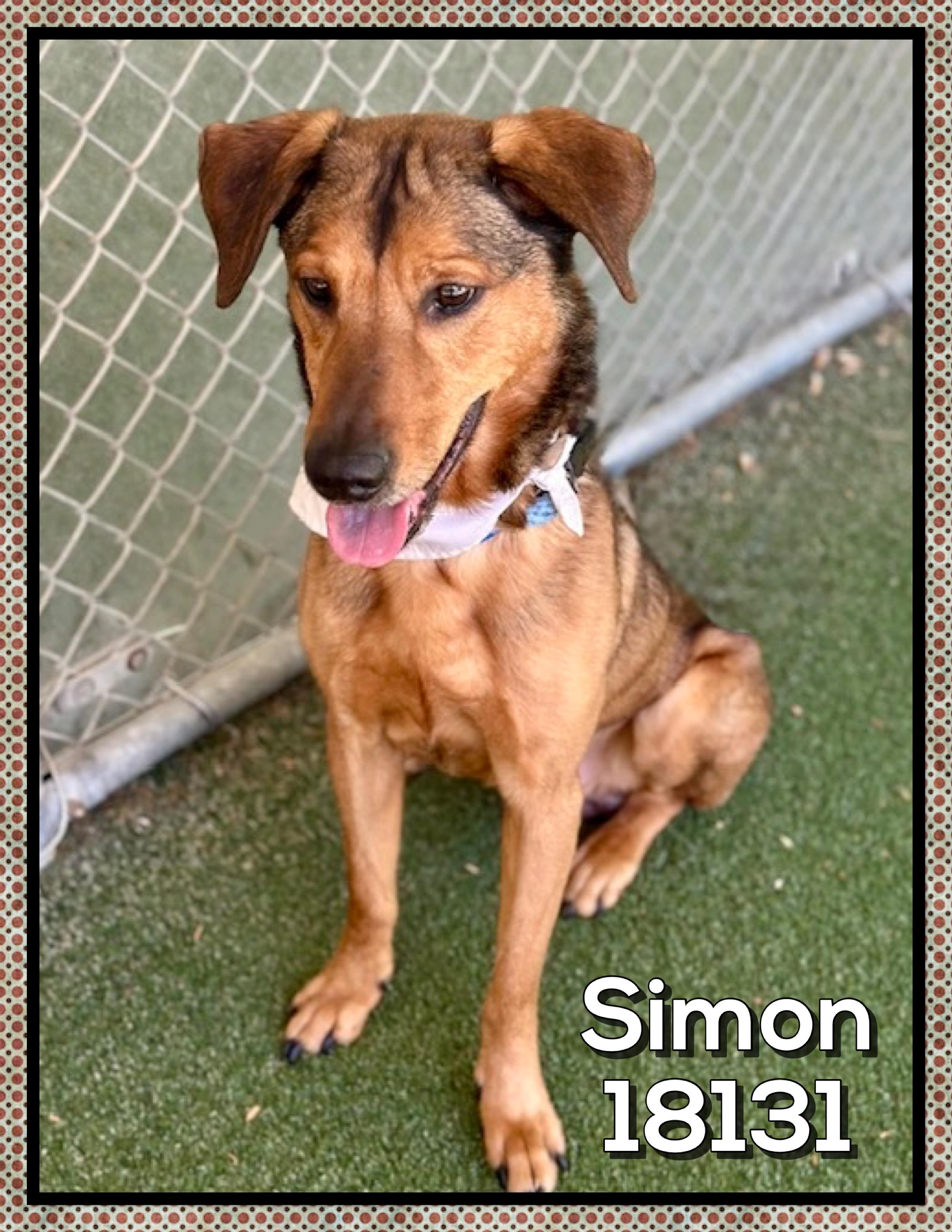SIMON (also see GARFUNKEL), a ADOPTABLE mixed breed in Marietta, GA image 5/5