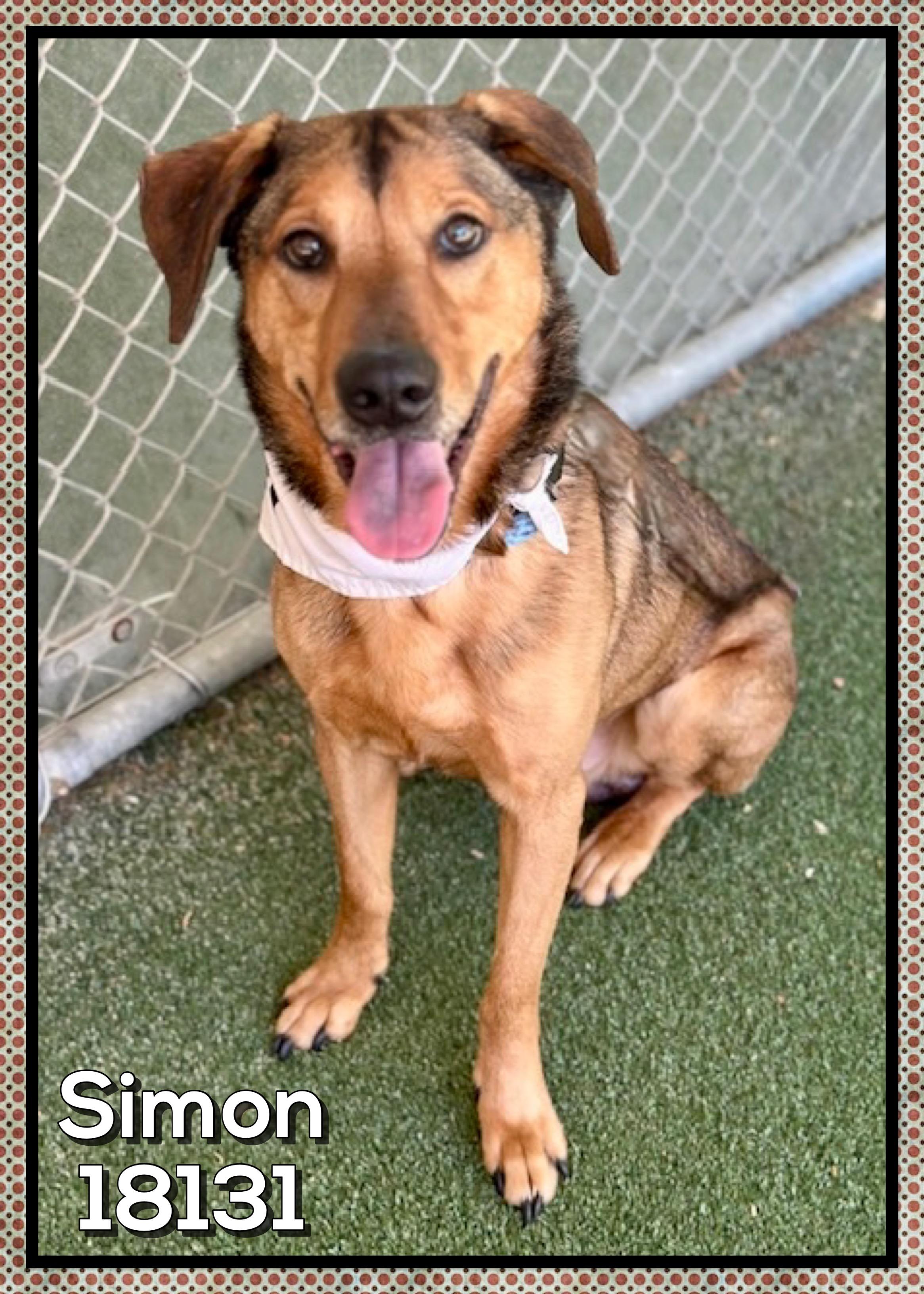 SIMON (also see GARFUNKEL), ADOPTABLE, Adult Male German Shepherd Dog.